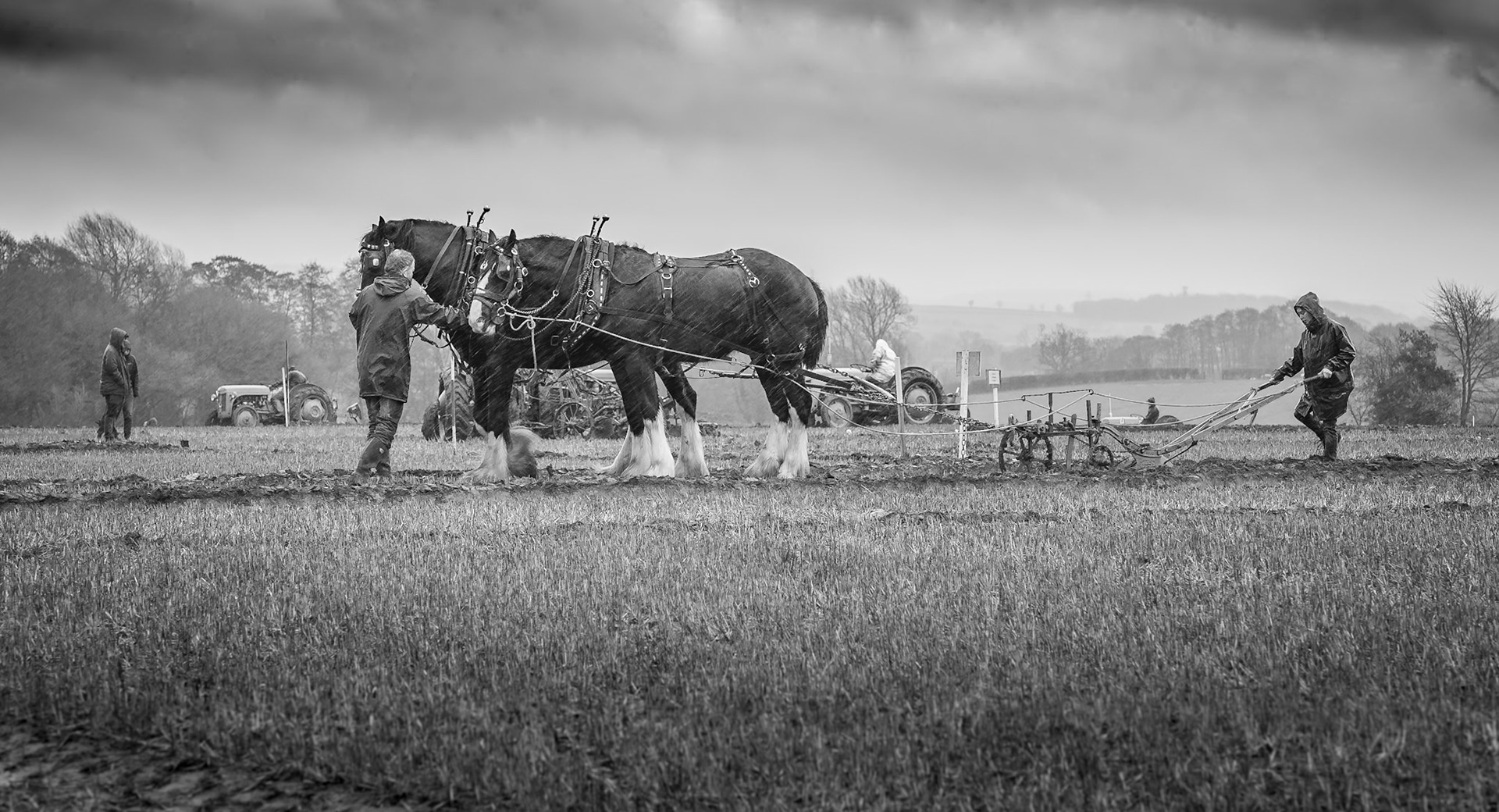 Shire horses in the rain at a ploughing match in Herefordshire.