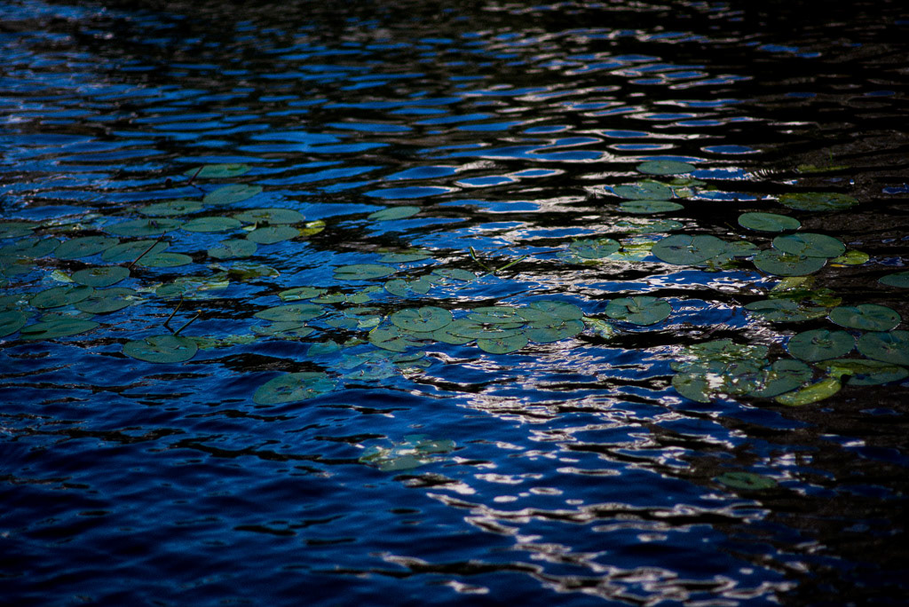 Homage à Monet