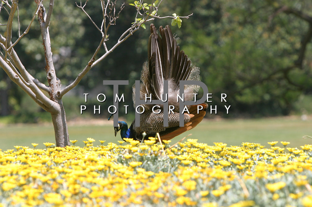 Peacock - Arboretum