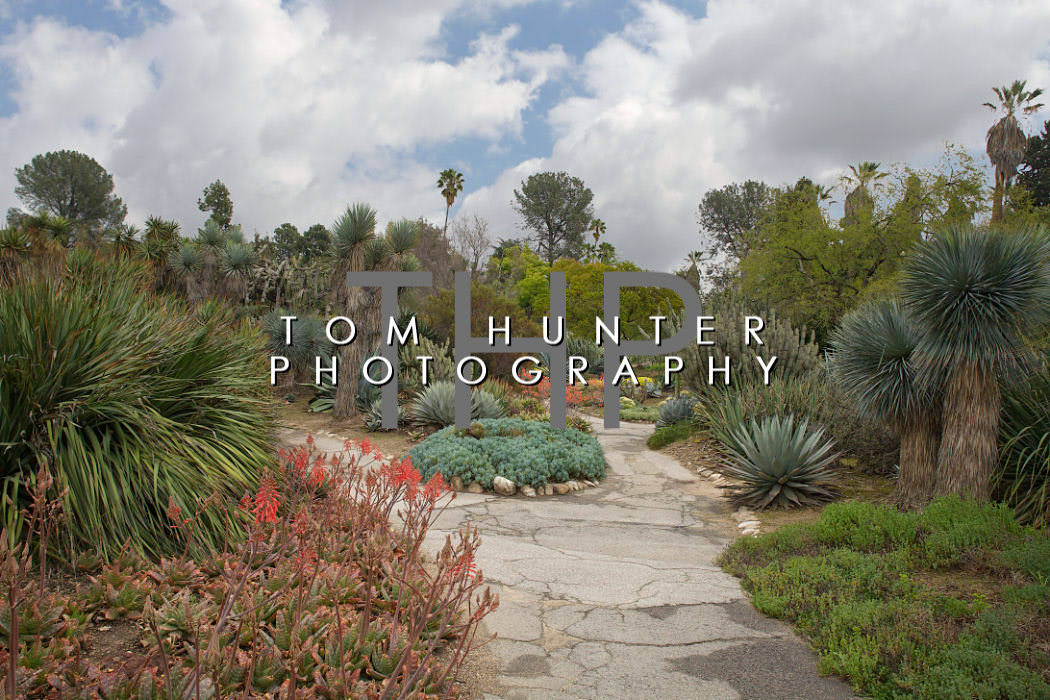  Cactus Garden - Huntington Library