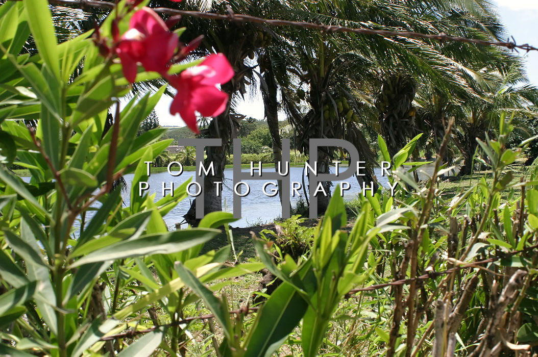 Haleiwa