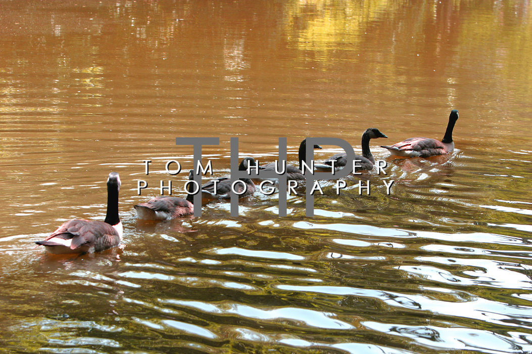 Baldwin Lake - Arboretum