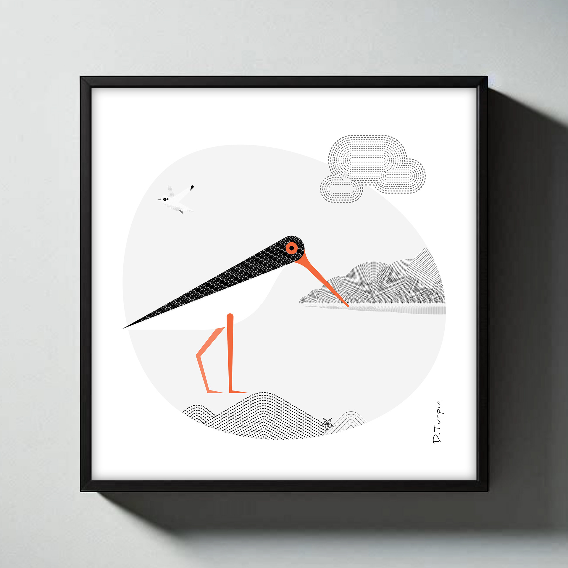 Oystercatcher illustration