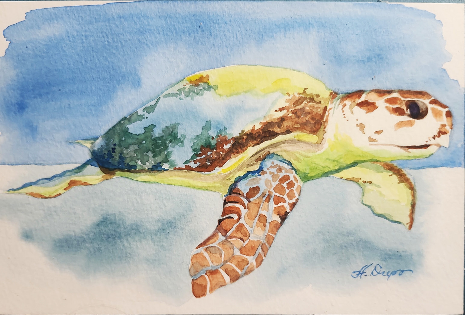 Illustration - Watercolor