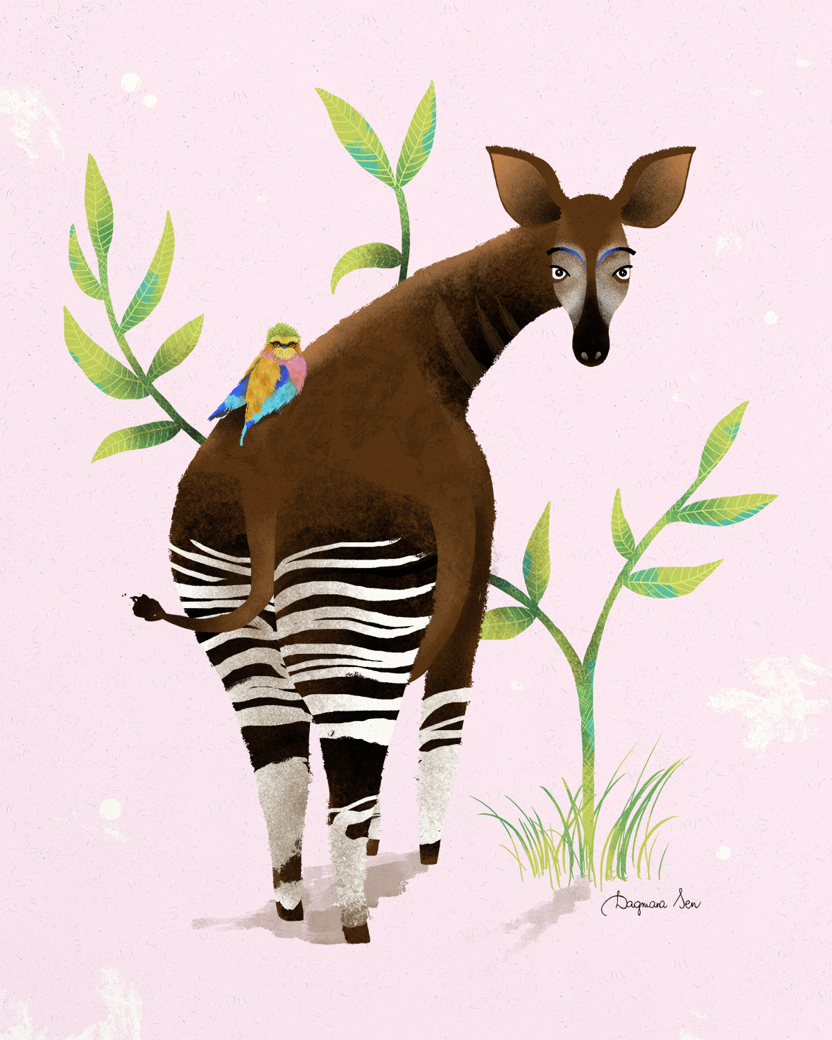 Okapi.