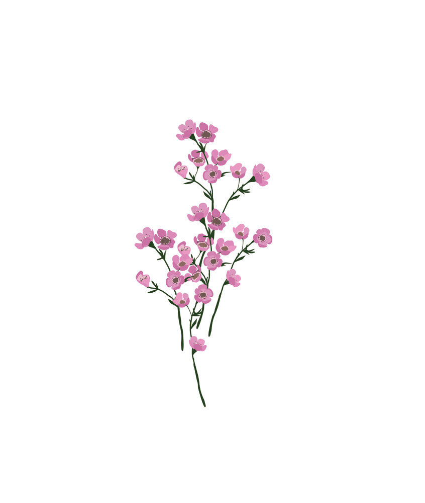 WAX FLOWERS