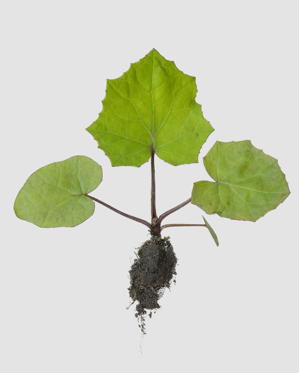 Huflattich (Tussilago)