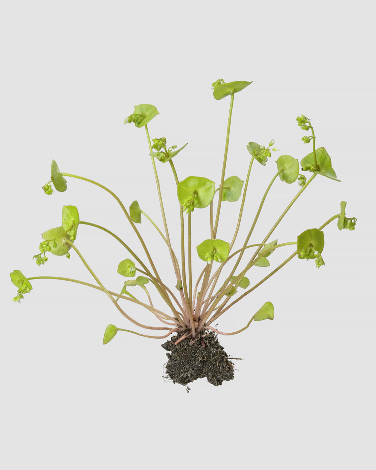 Tellerkraut (Claytonia)
