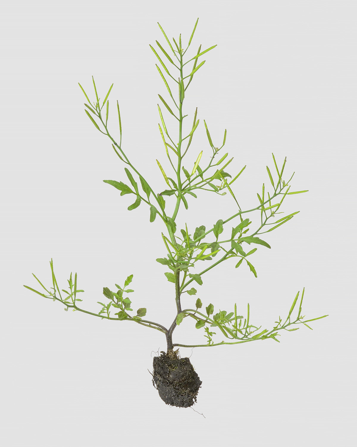 Wald-Schaumkraut (Cardamine)