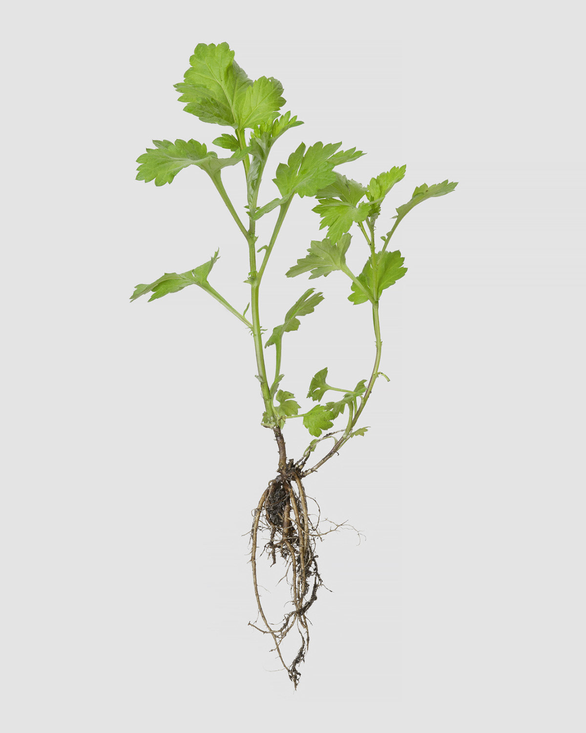 Chrysanthemen (Chrysanthemum)
