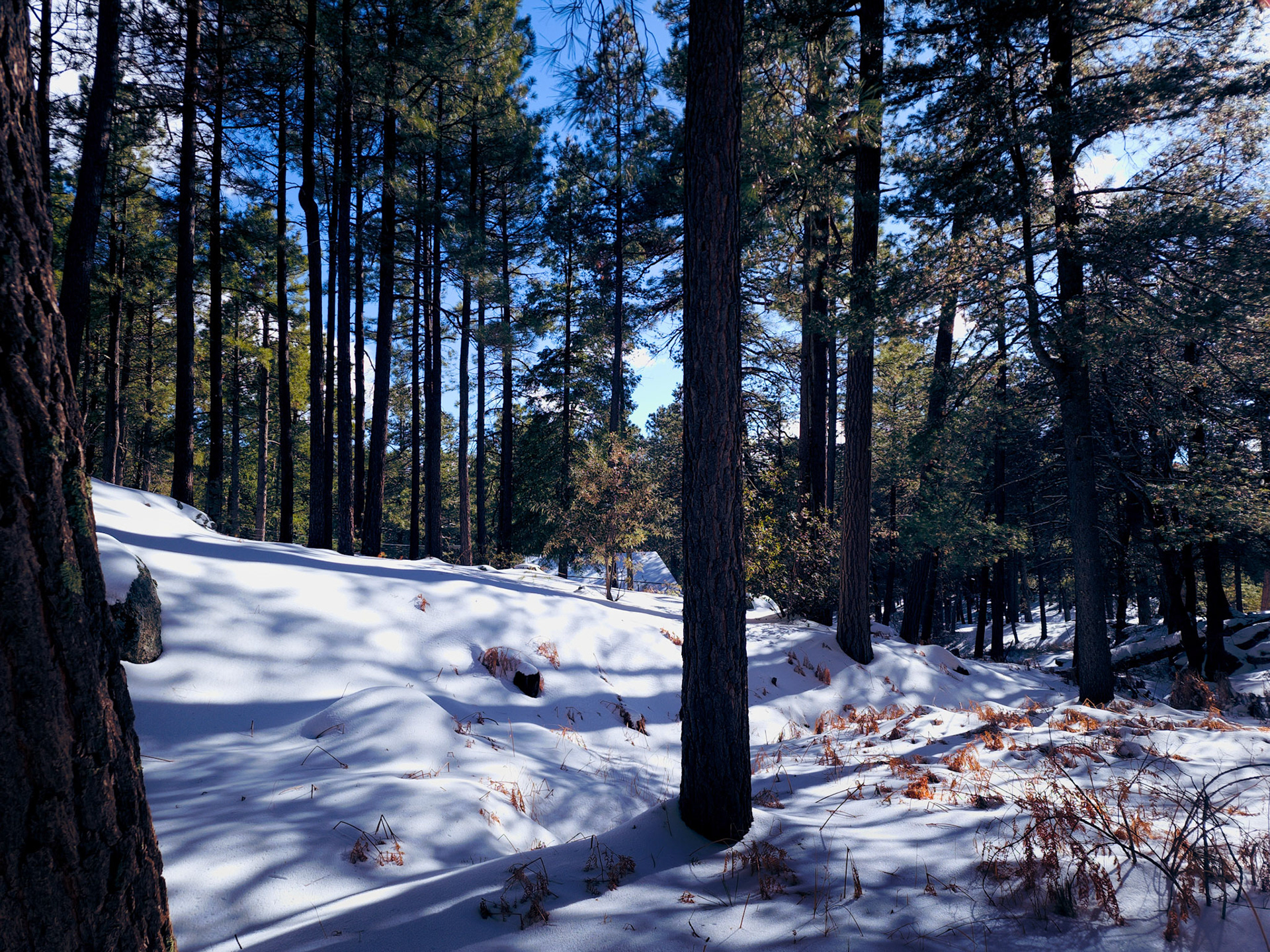 A Scene of Arizona Spring