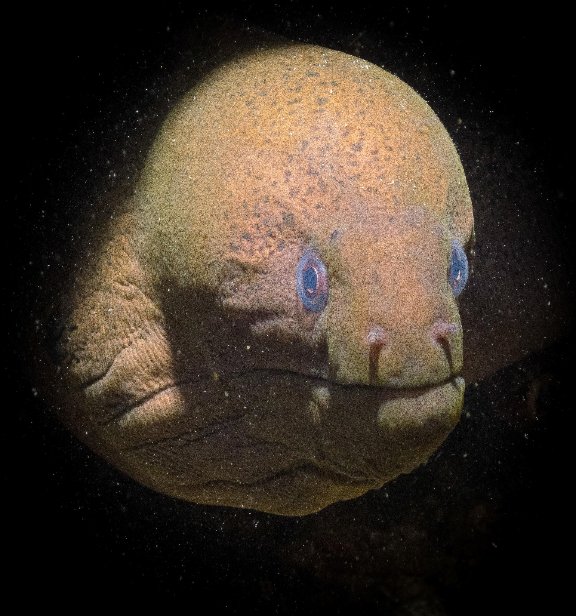 Portrait of a Giant Moray Eel