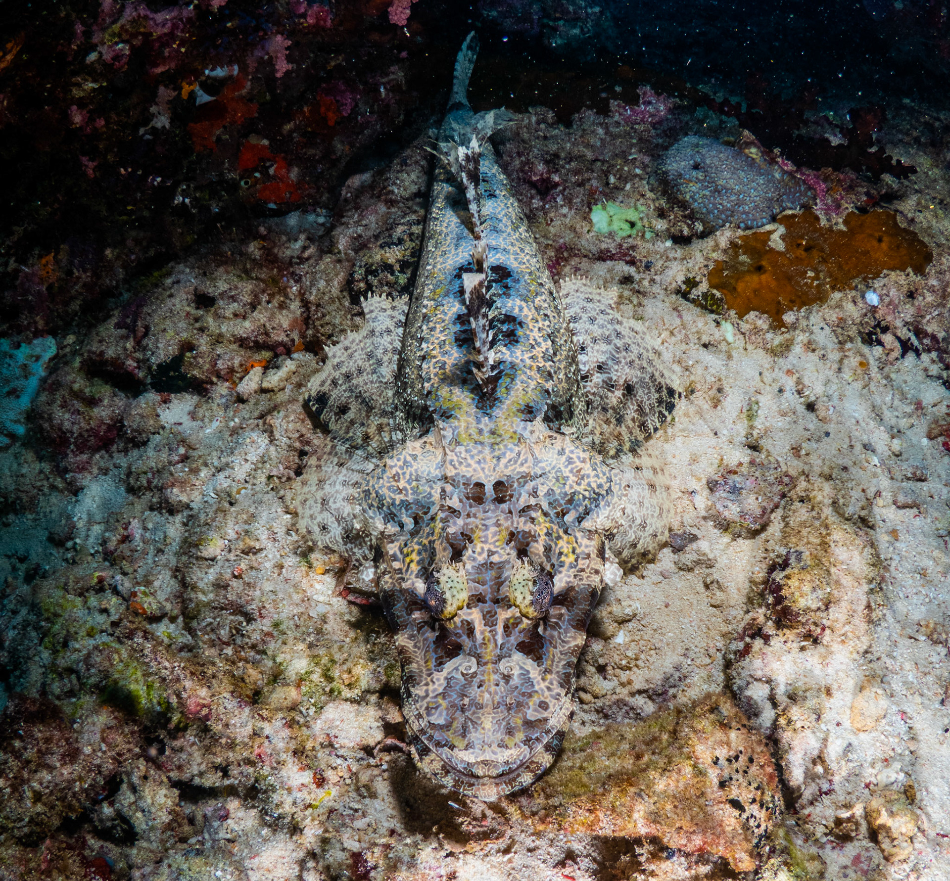 Camouflaged Crocodilefish