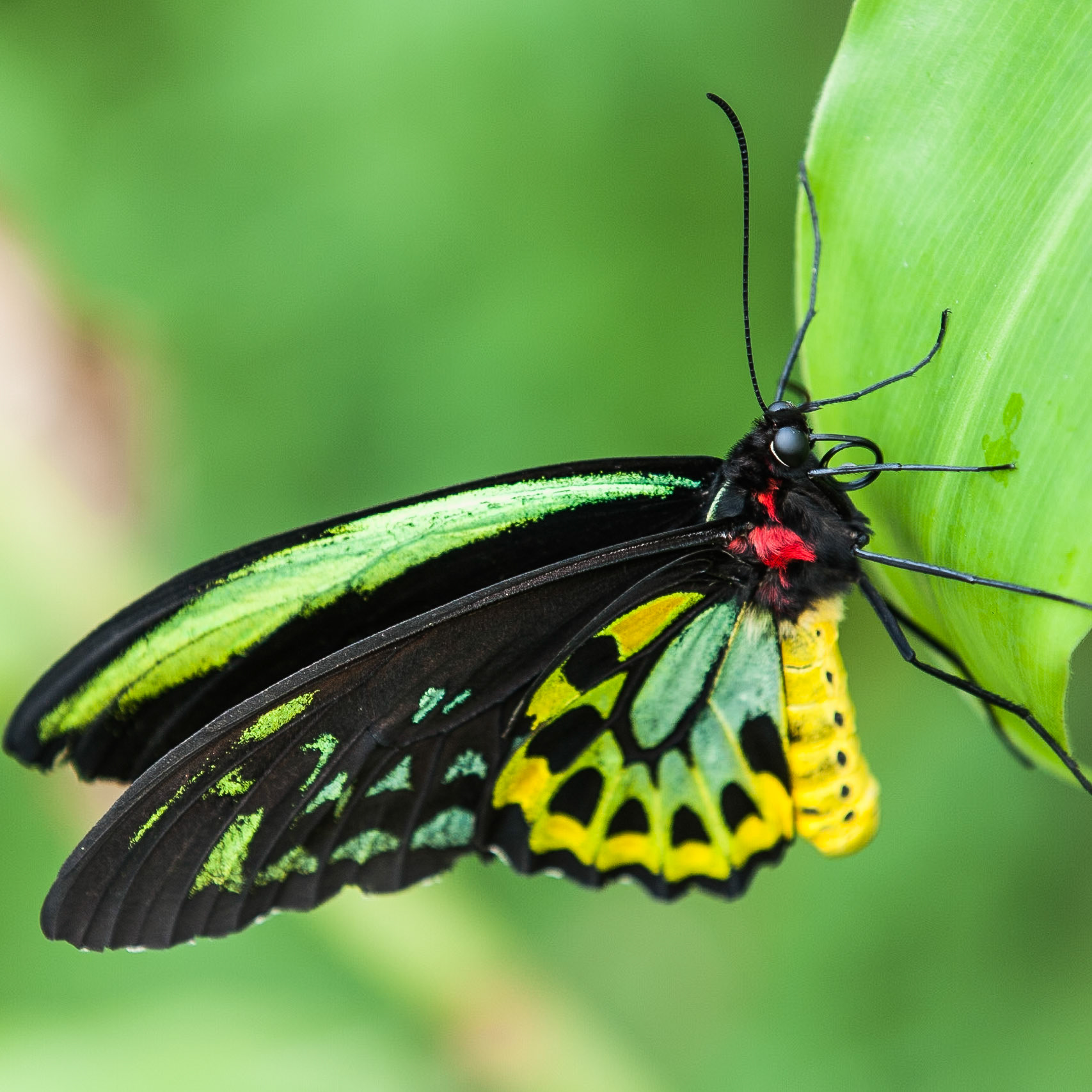 The Birdwing Butterfly