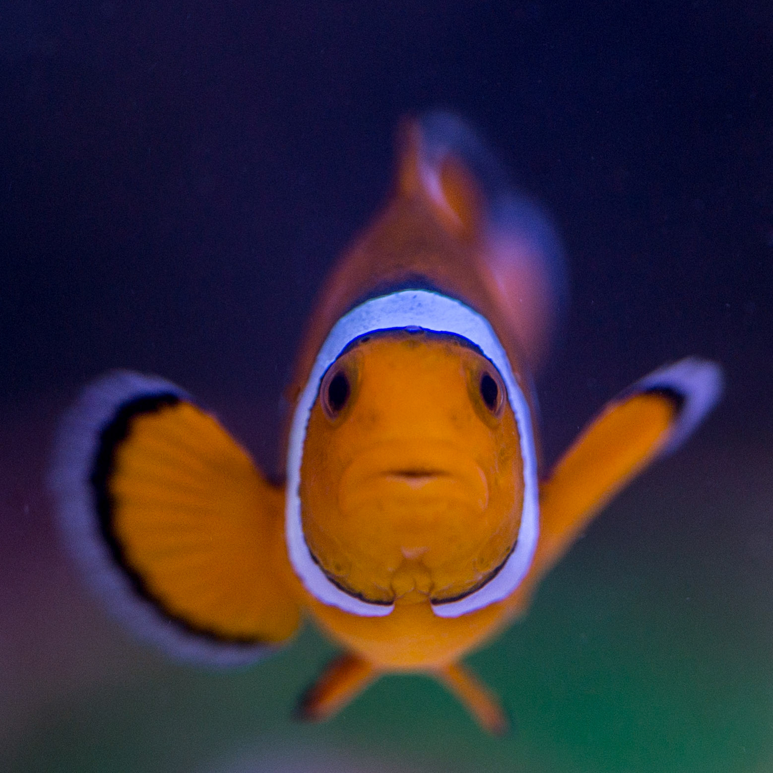 Clownfish