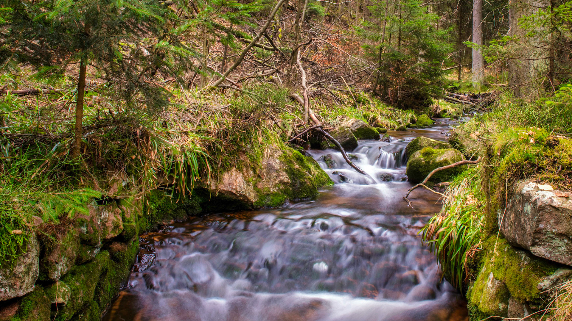 Harz