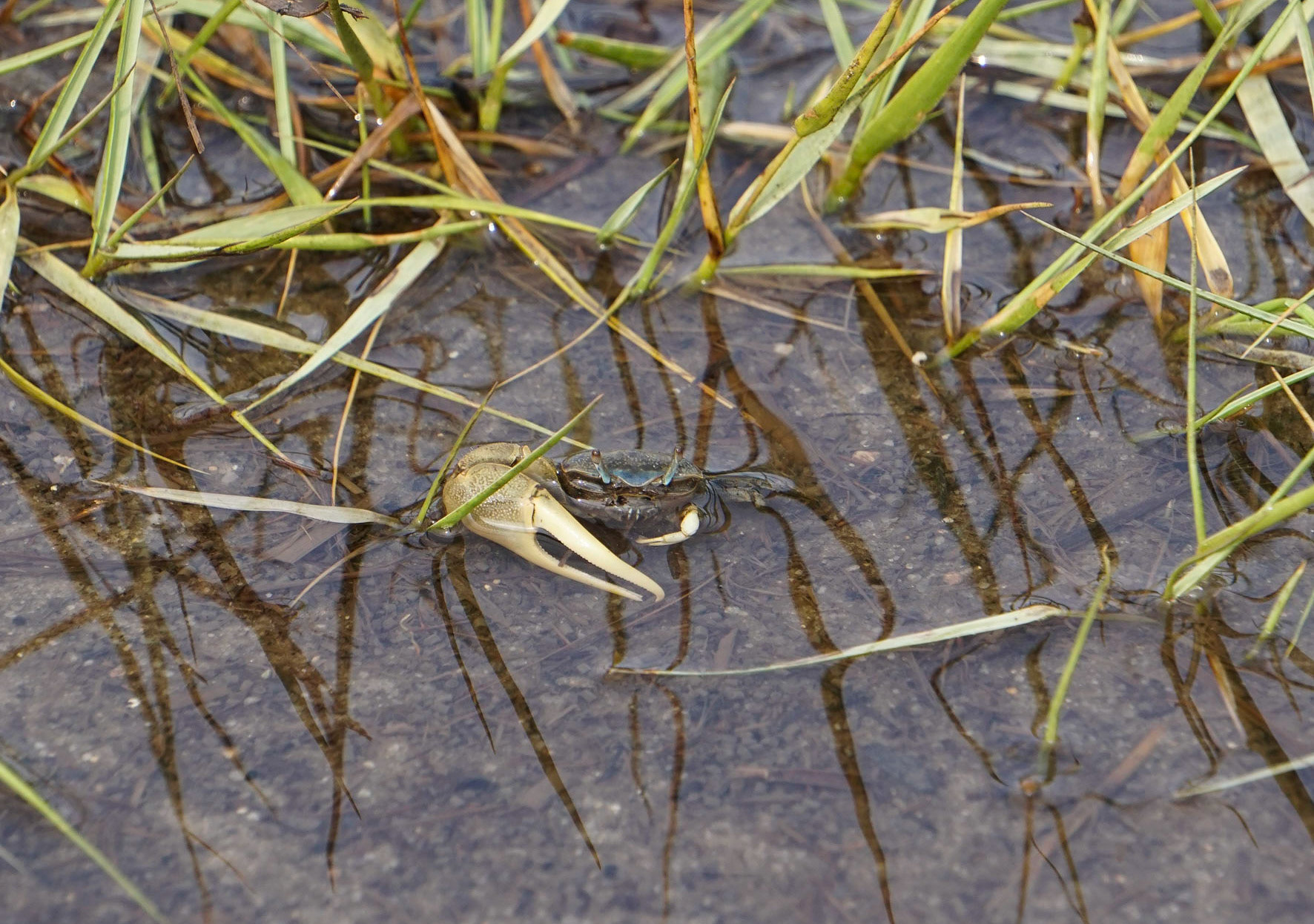 Fiddler Crab