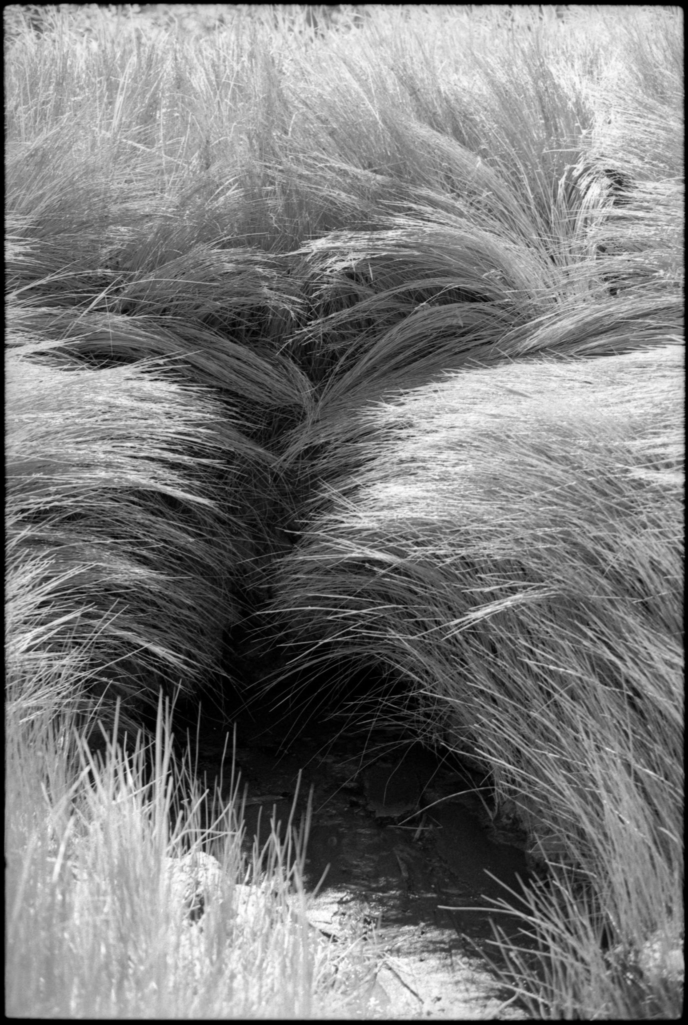 In the tall grass by the river