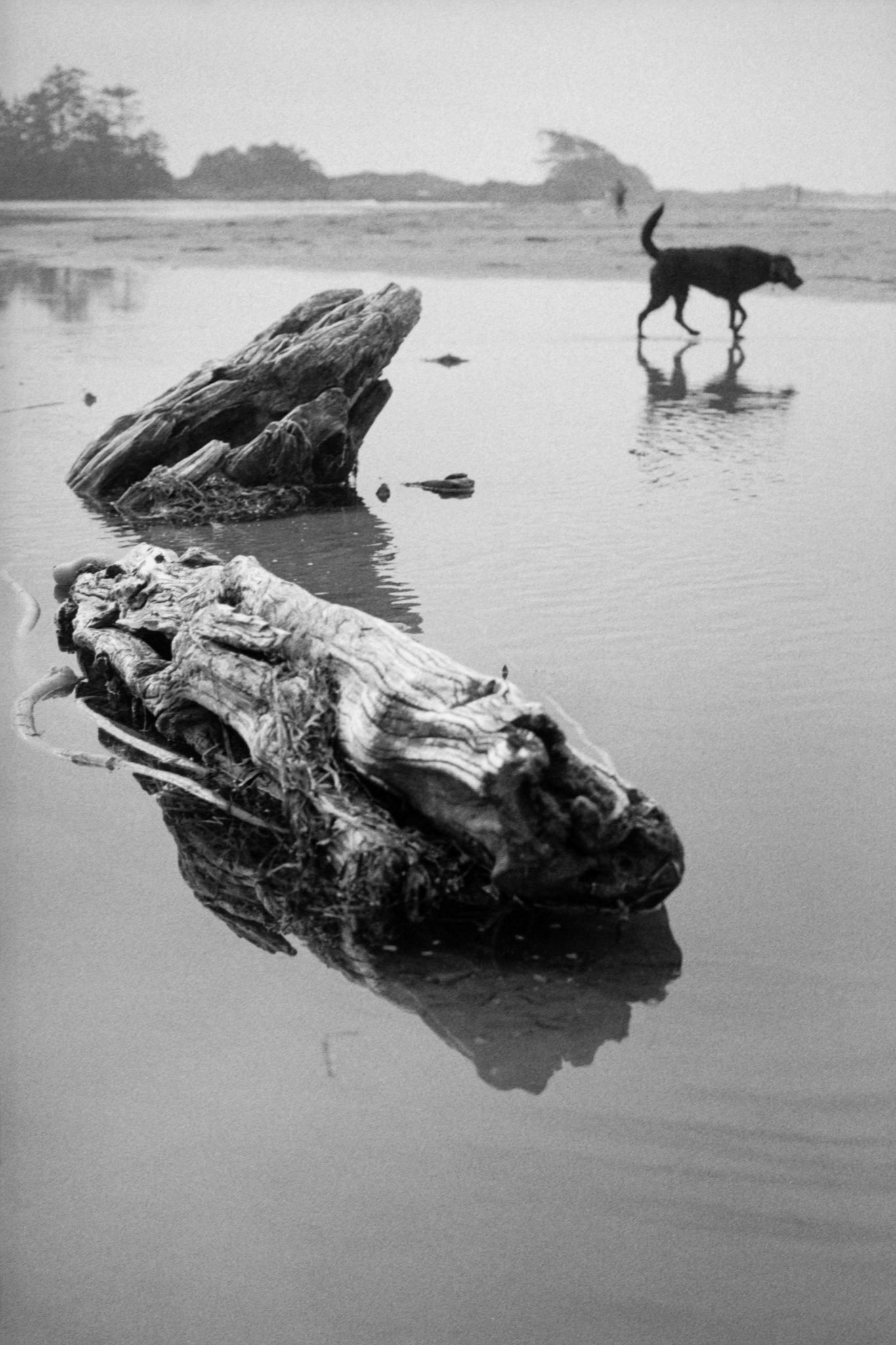 Beachcombers