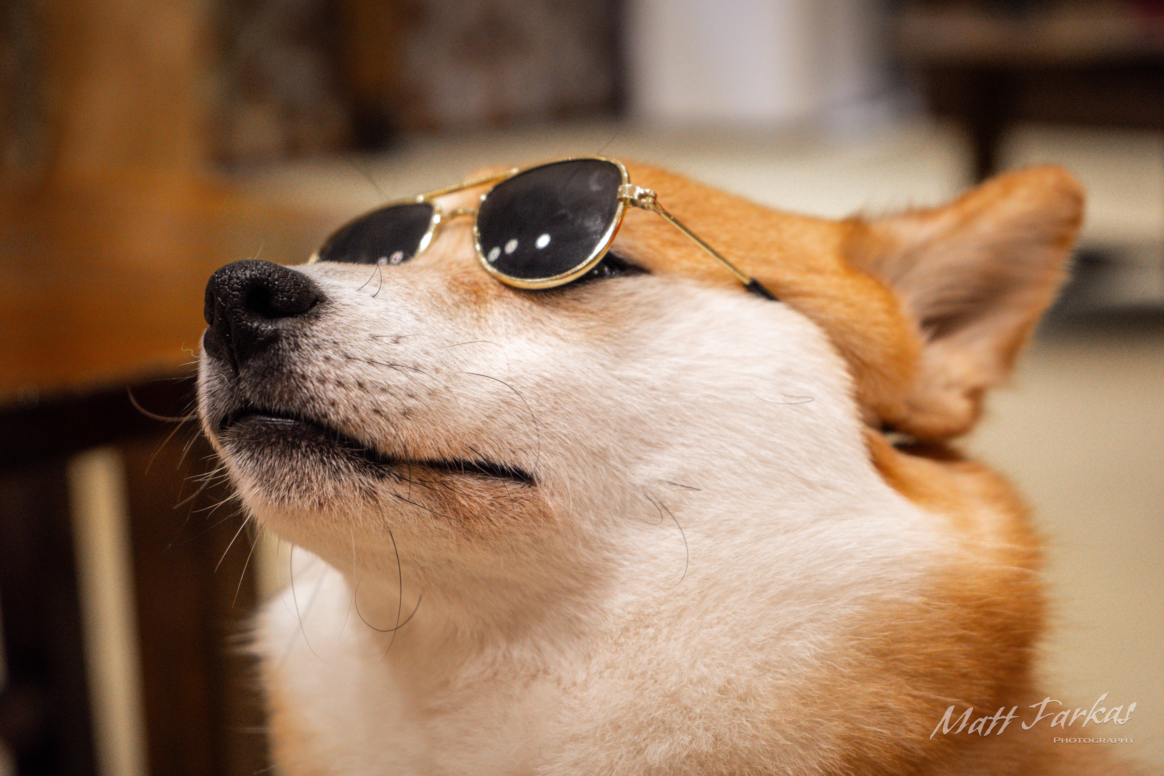 The Coolest Inu (Tokyo, Japan)