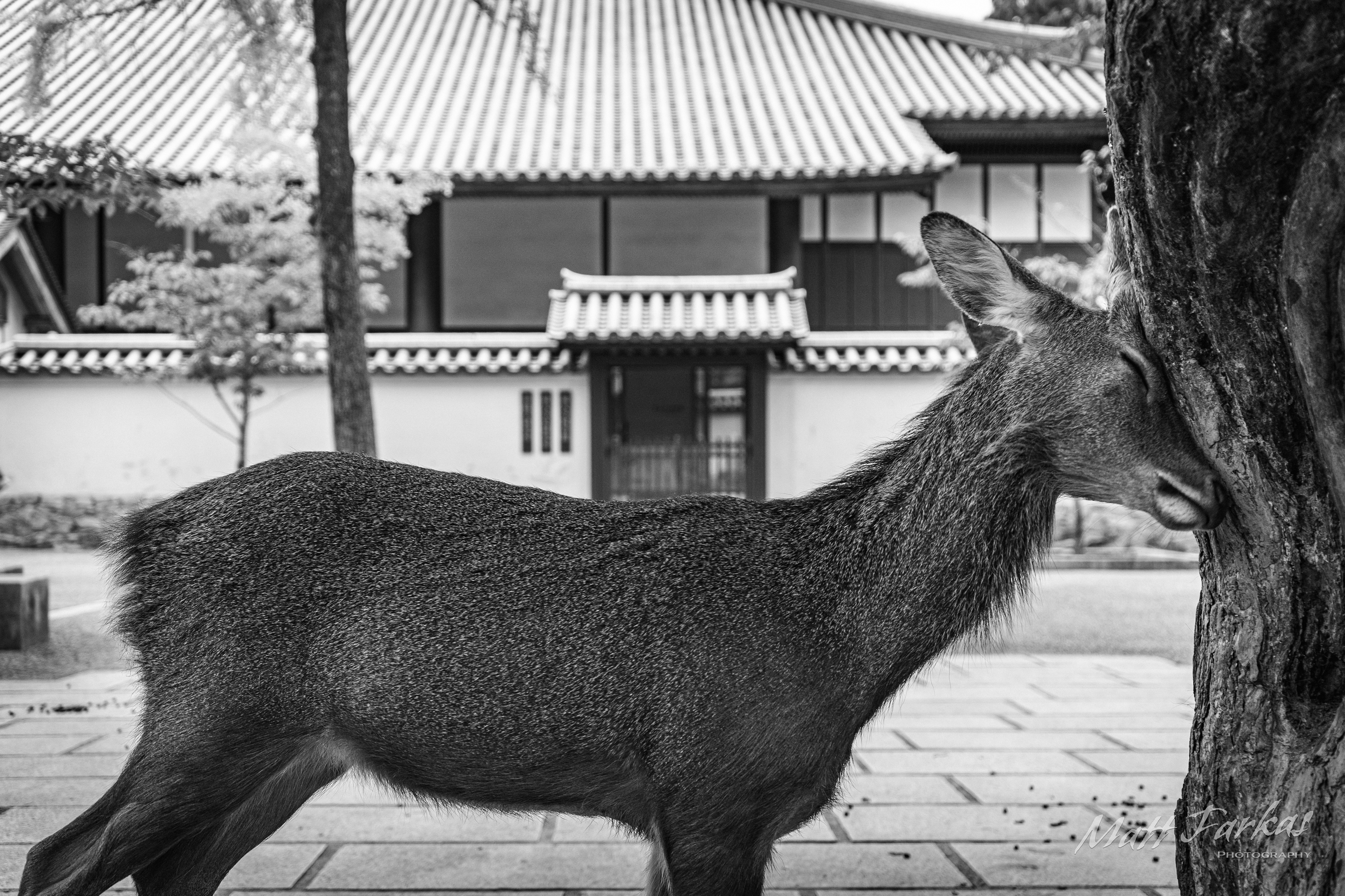 The Headache (Nara, Japan)