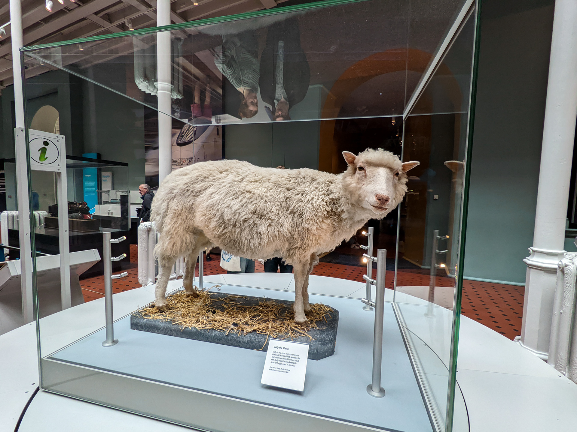 Ovelha Dolly no National Museum Of Scotland