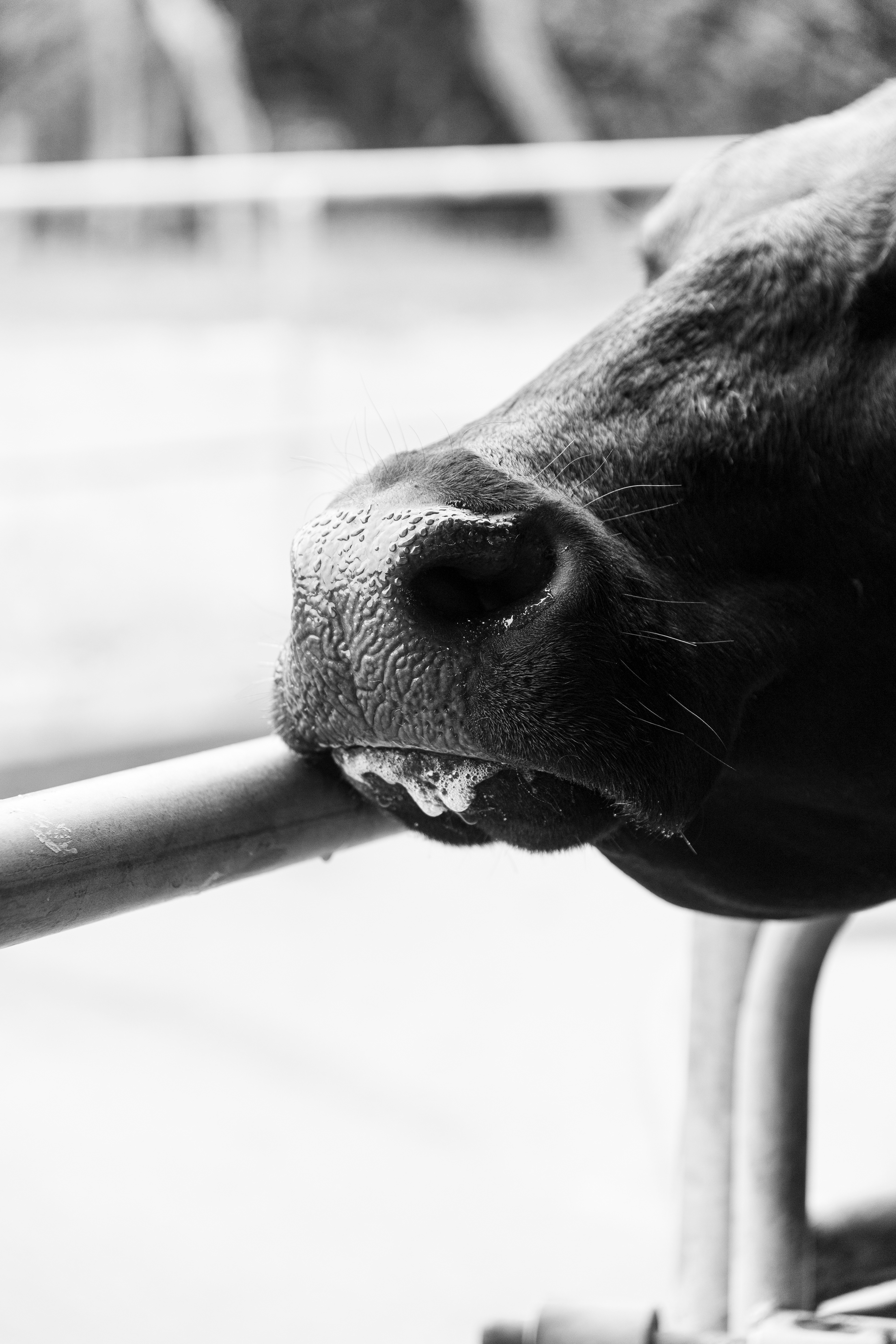 Working Nose