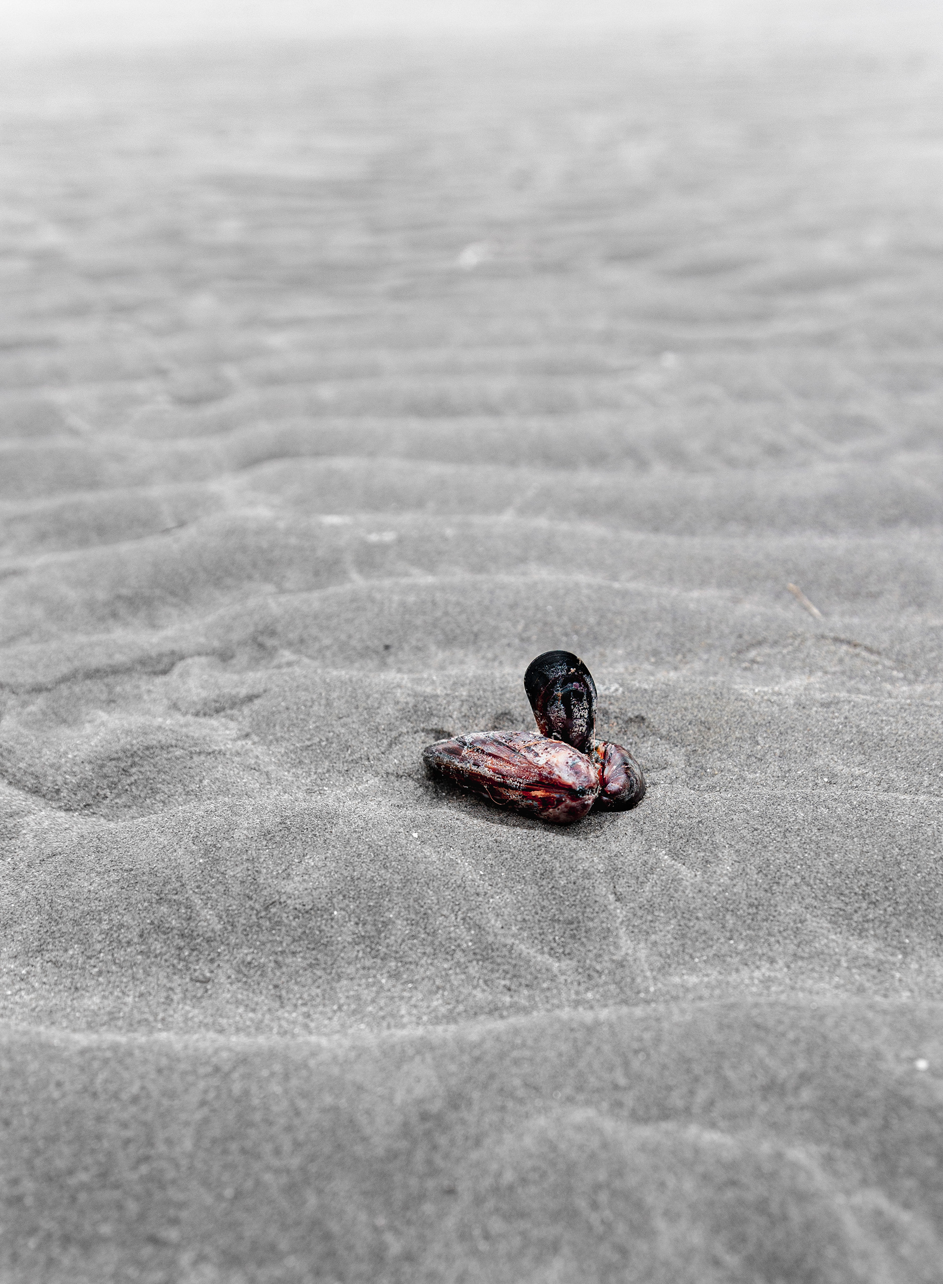 Mussels