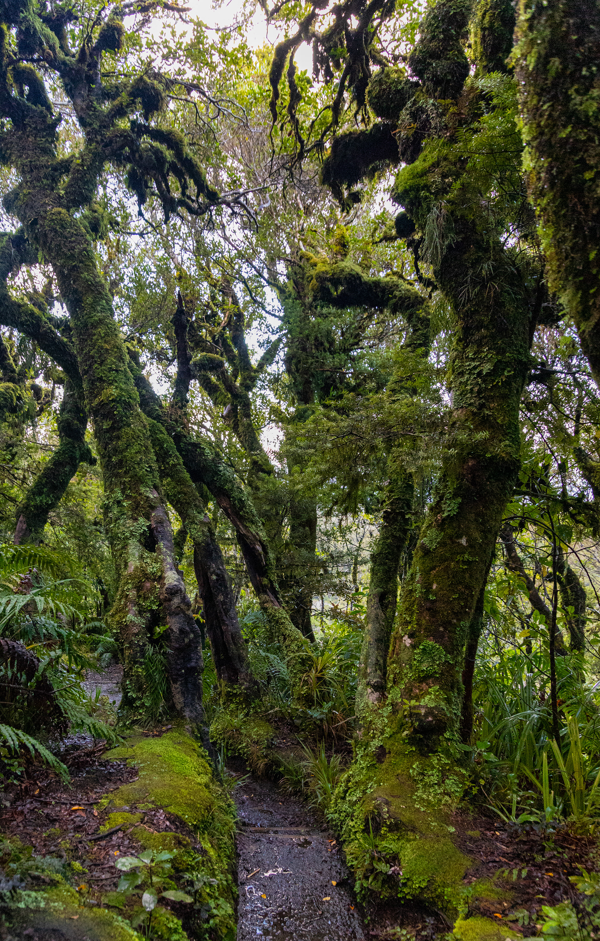 Goblin Forest