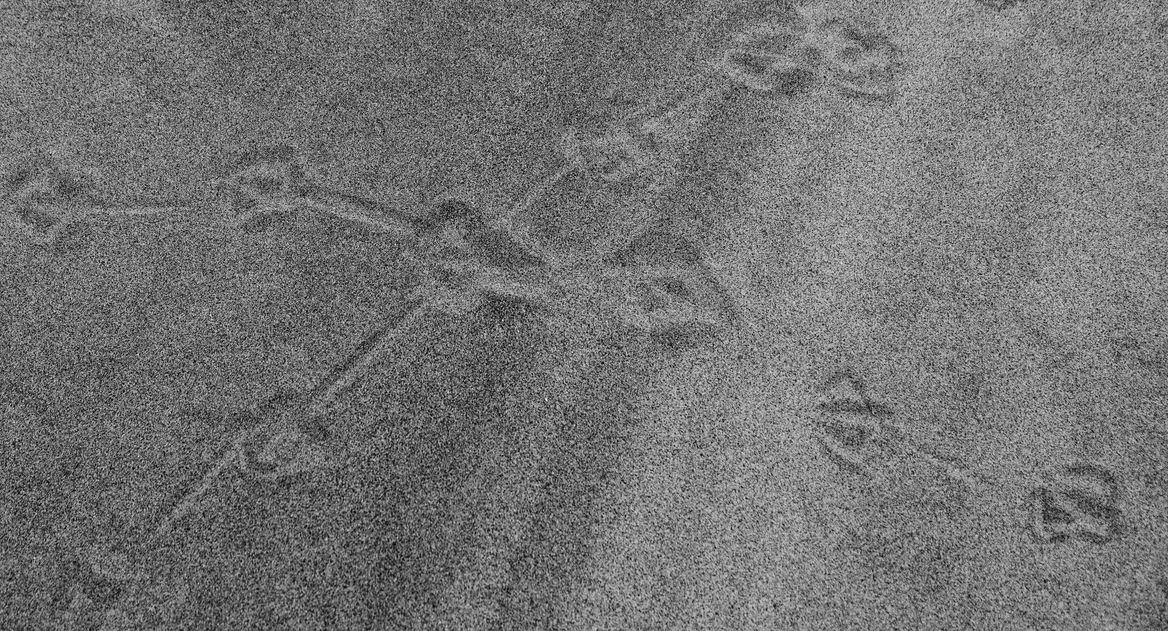 Bird Feet