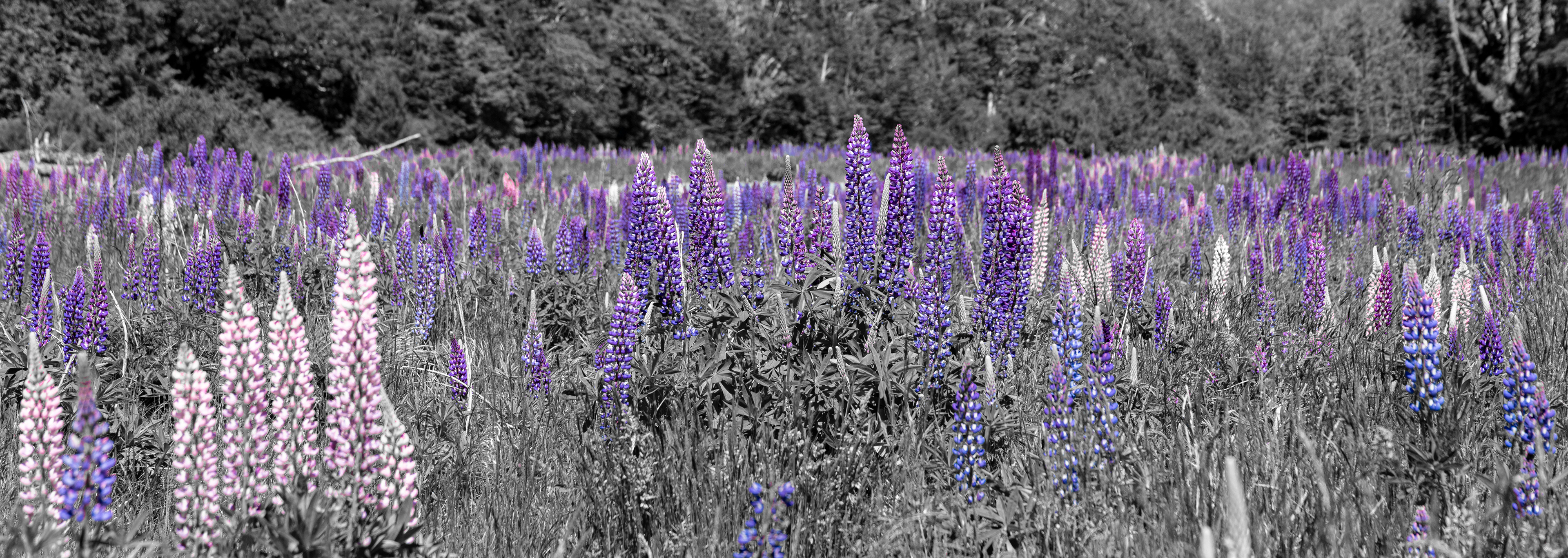 Wild Lupins