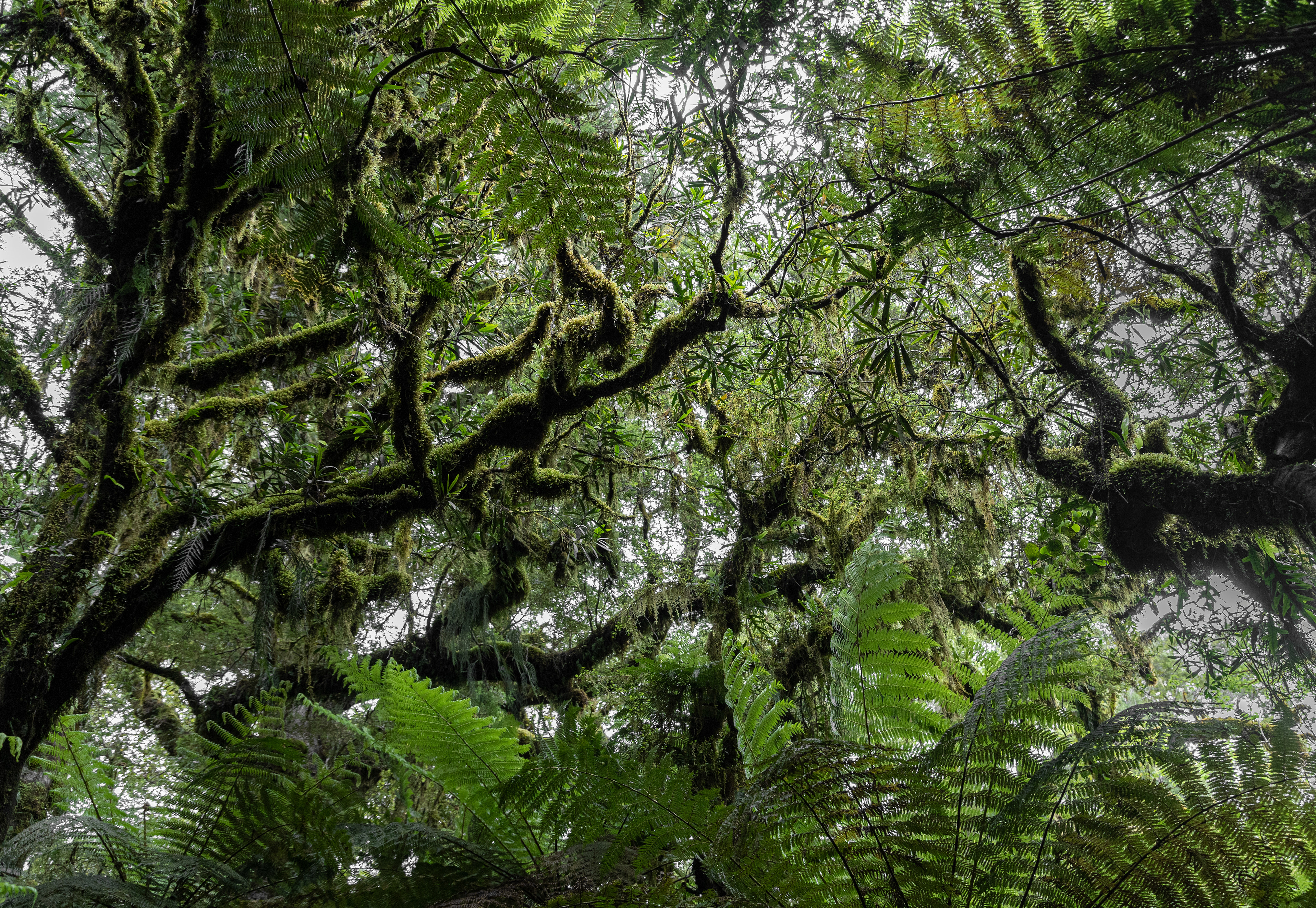 Forest Canopy