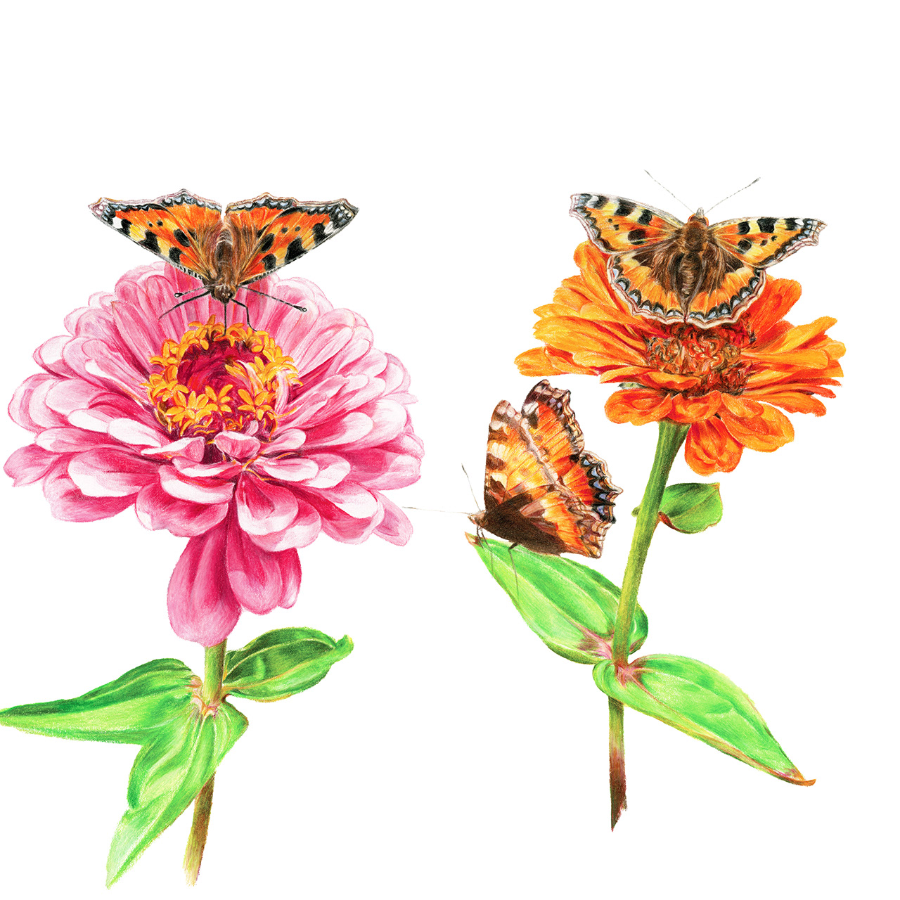 Louise moody butterfly print collection