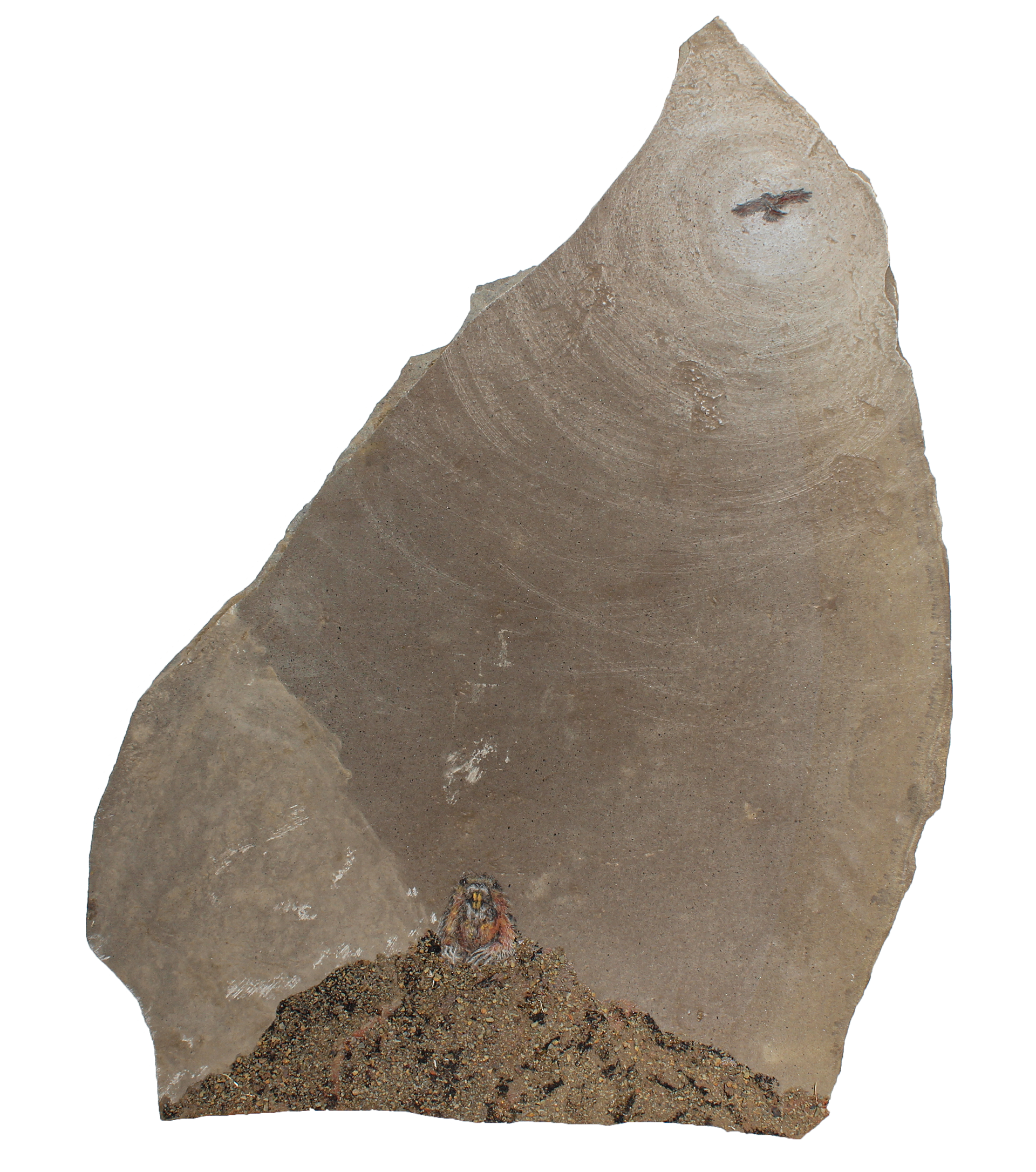 Botta's Pocket Gopher (Thomomy bottae rubidus)
