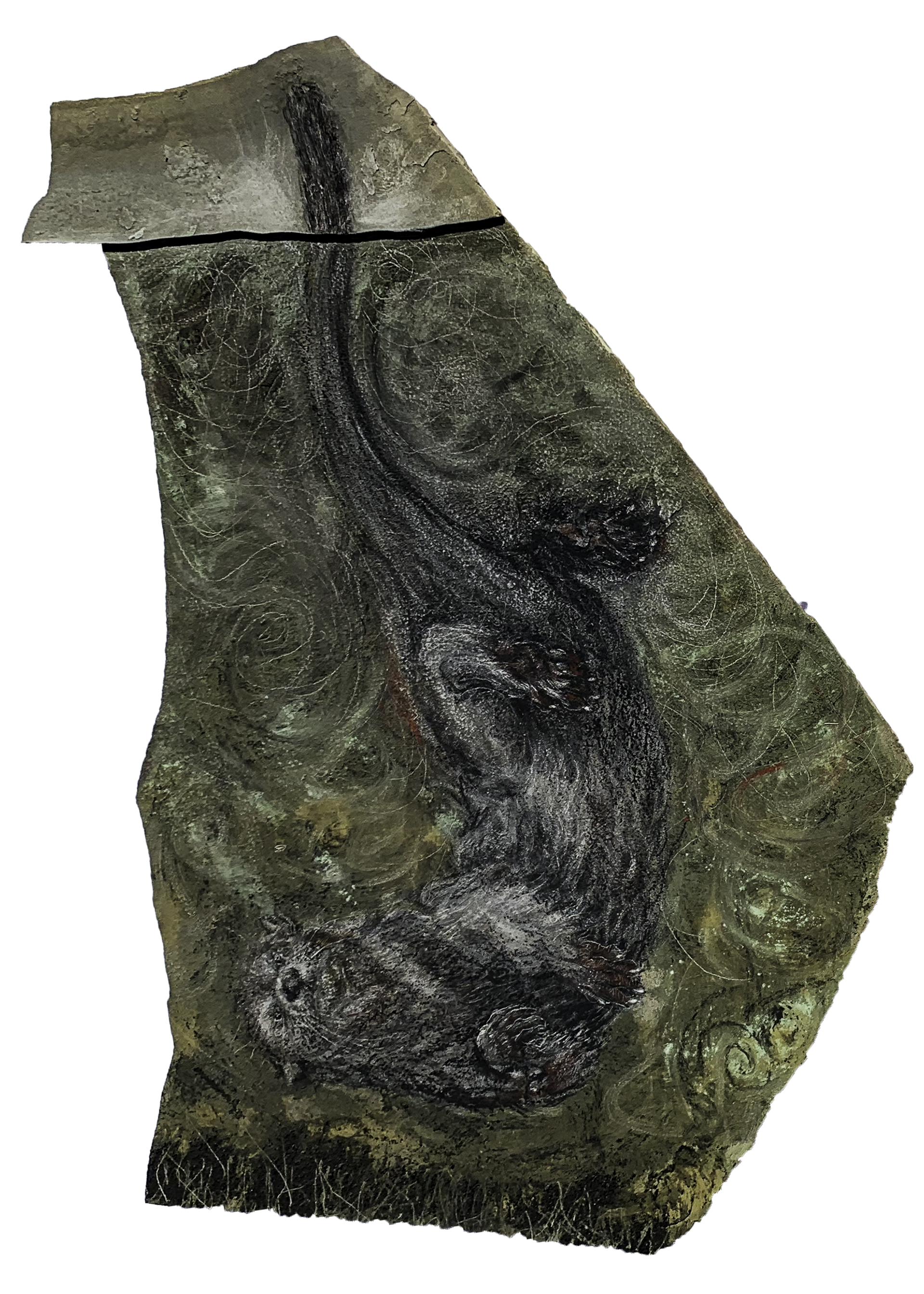 River Otter (Lontra canadensis)