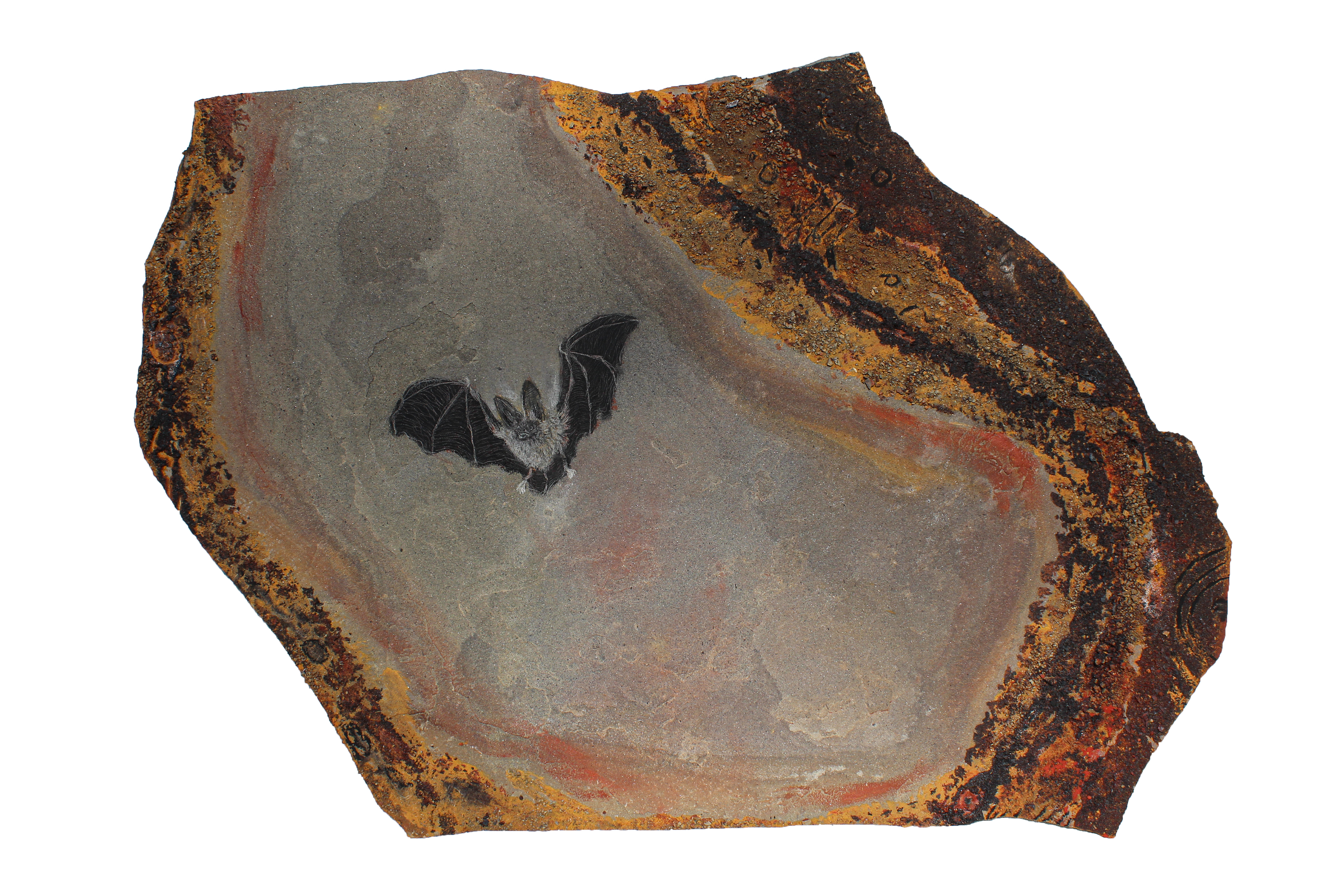Townsend's Big-Eared Bat (Corynorhinus townsendii pallescens)
