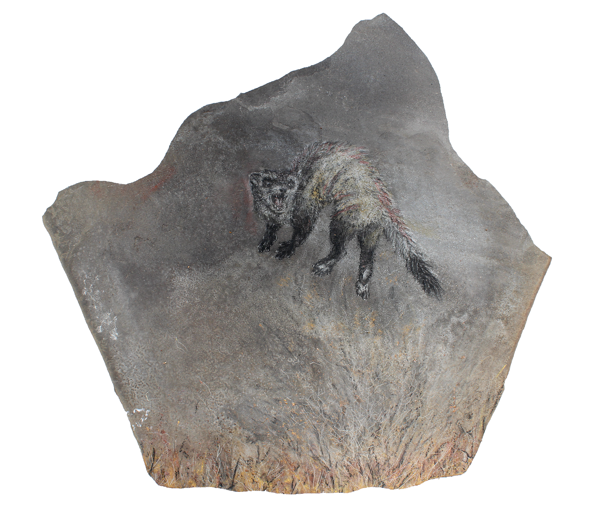 Black-Footed Ferret (Mustela nigripes)