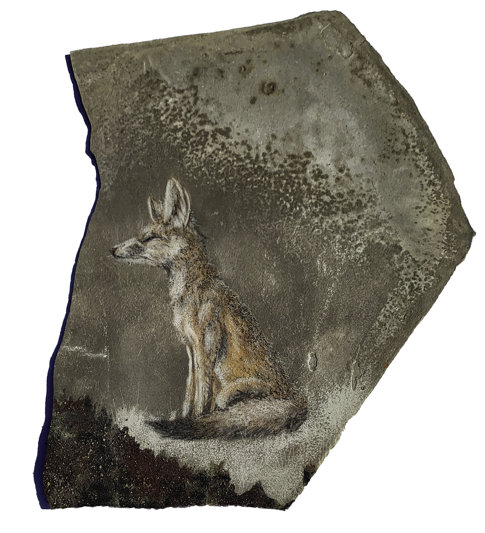 Kit Fox (Vulpes macroti)