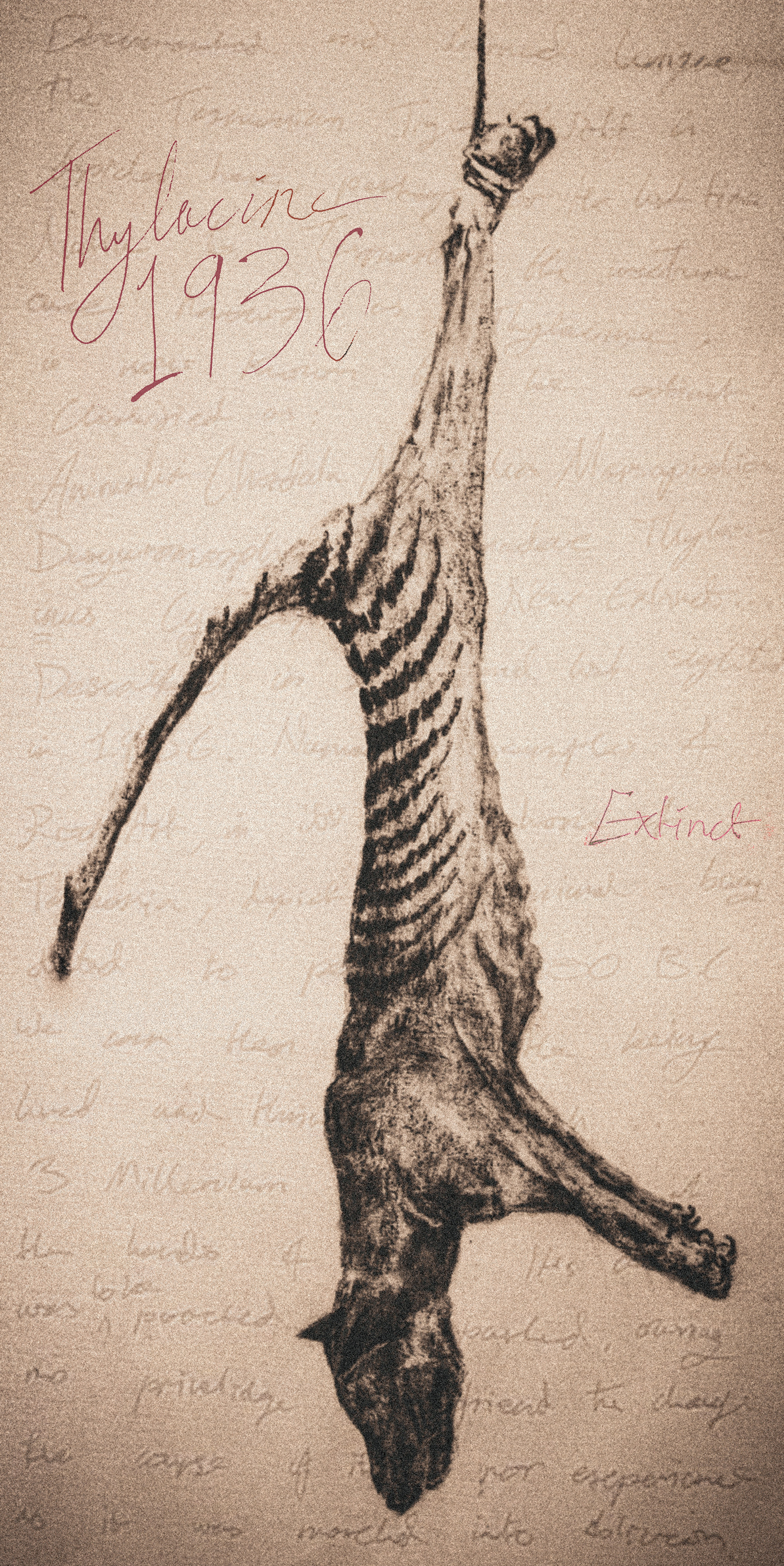 Thylacine...