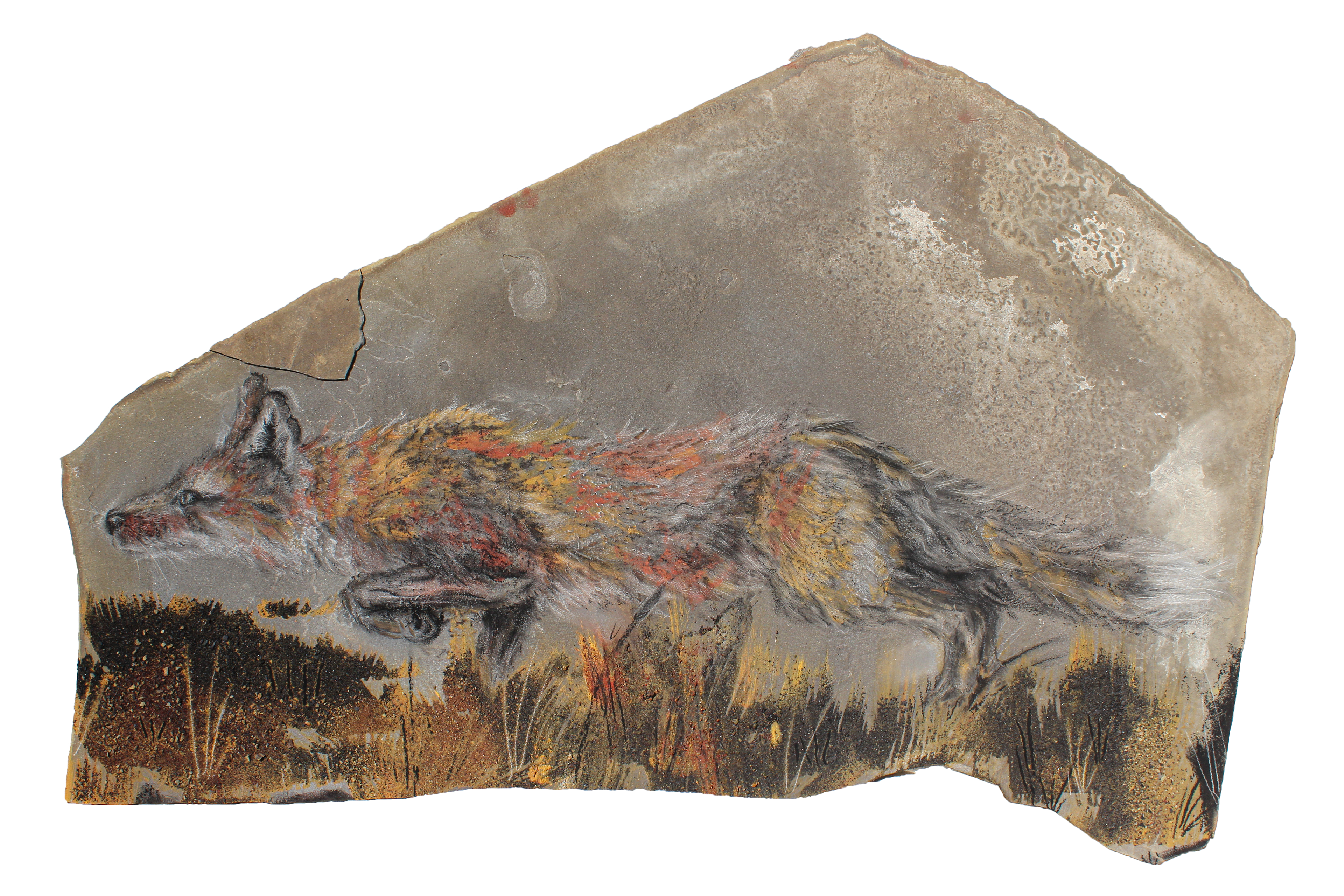 Swift fox (Vulpes velox)