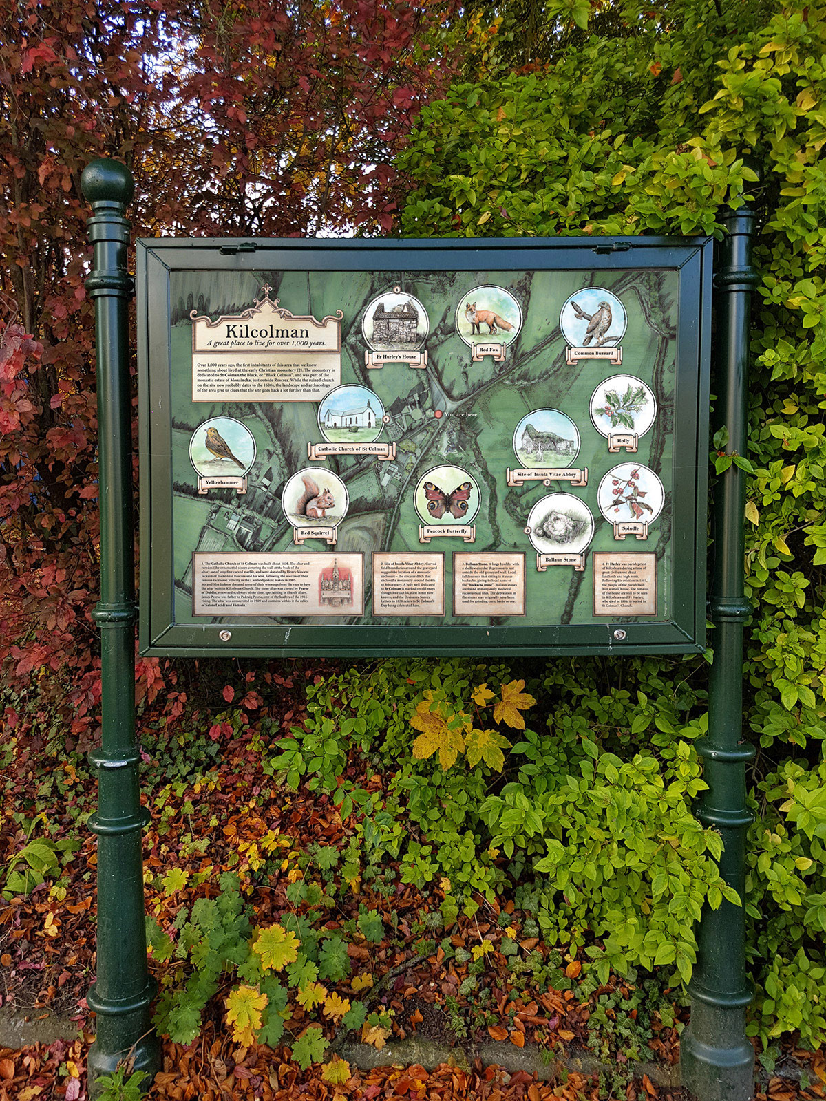 Heritage and biodiversity information board for Kilcolman, featuring wildlife art of yellowhammer, red fox, common buzzard, red squirrel, peacock butterfly, holly, and spindle. Created by Aga Grandowicz of Natural World Design.