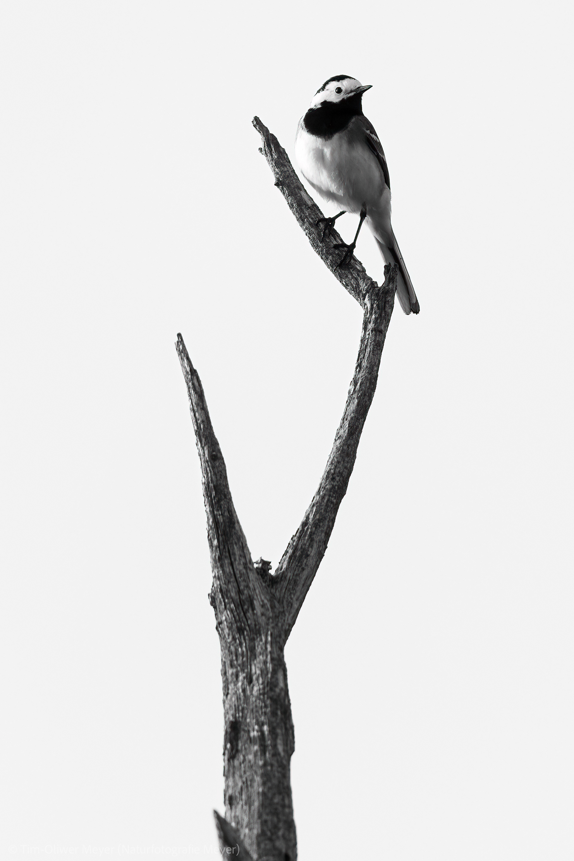 Bachstelze / Wagtail