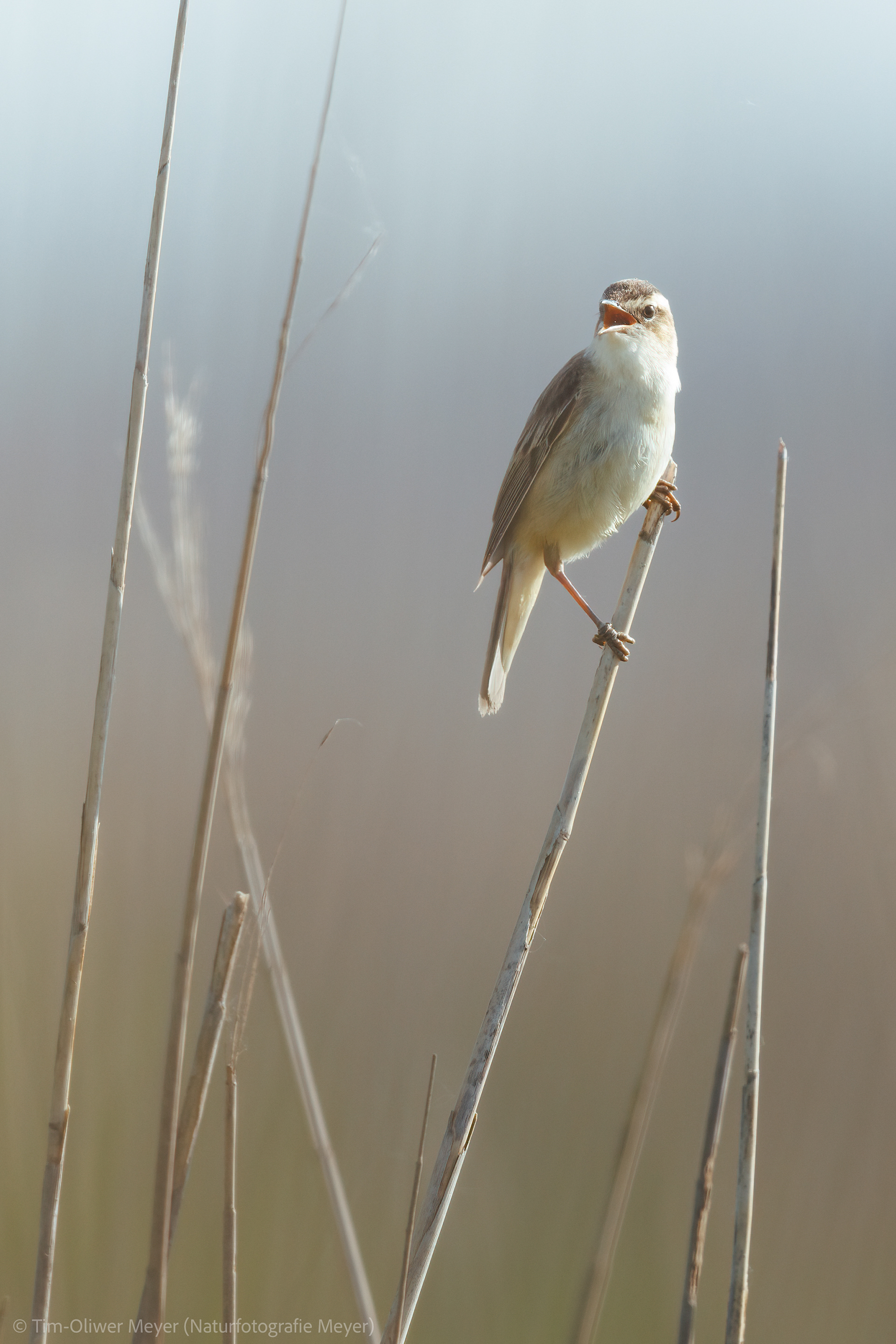 Schilfrohrsänger / Reed Warbler