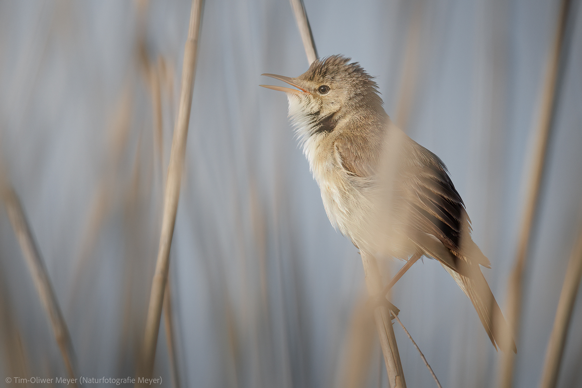 Sumpfrohrsänger / Swamp Warbler