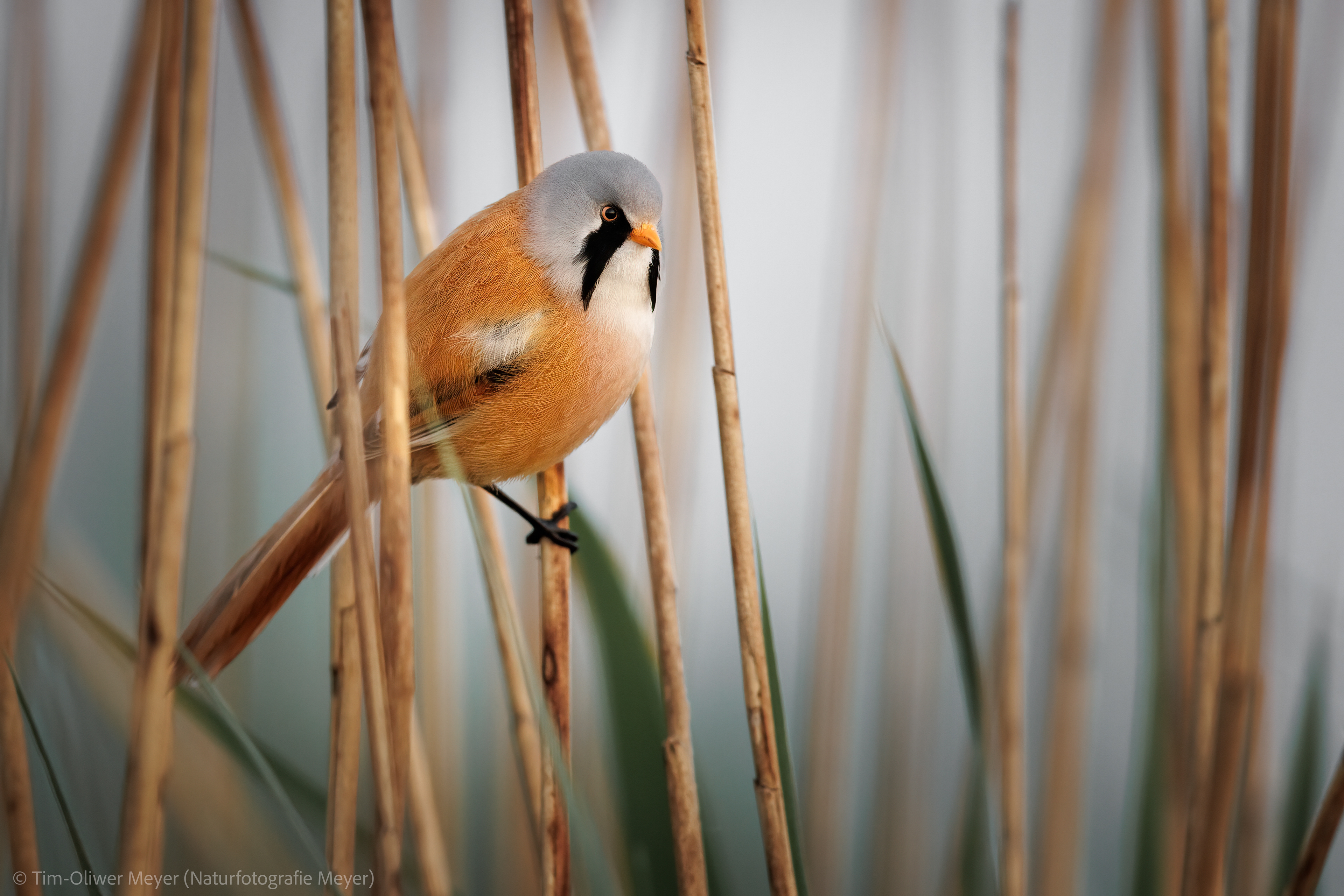 Bartmeise (Männchen) / Bearded Tit (Male)