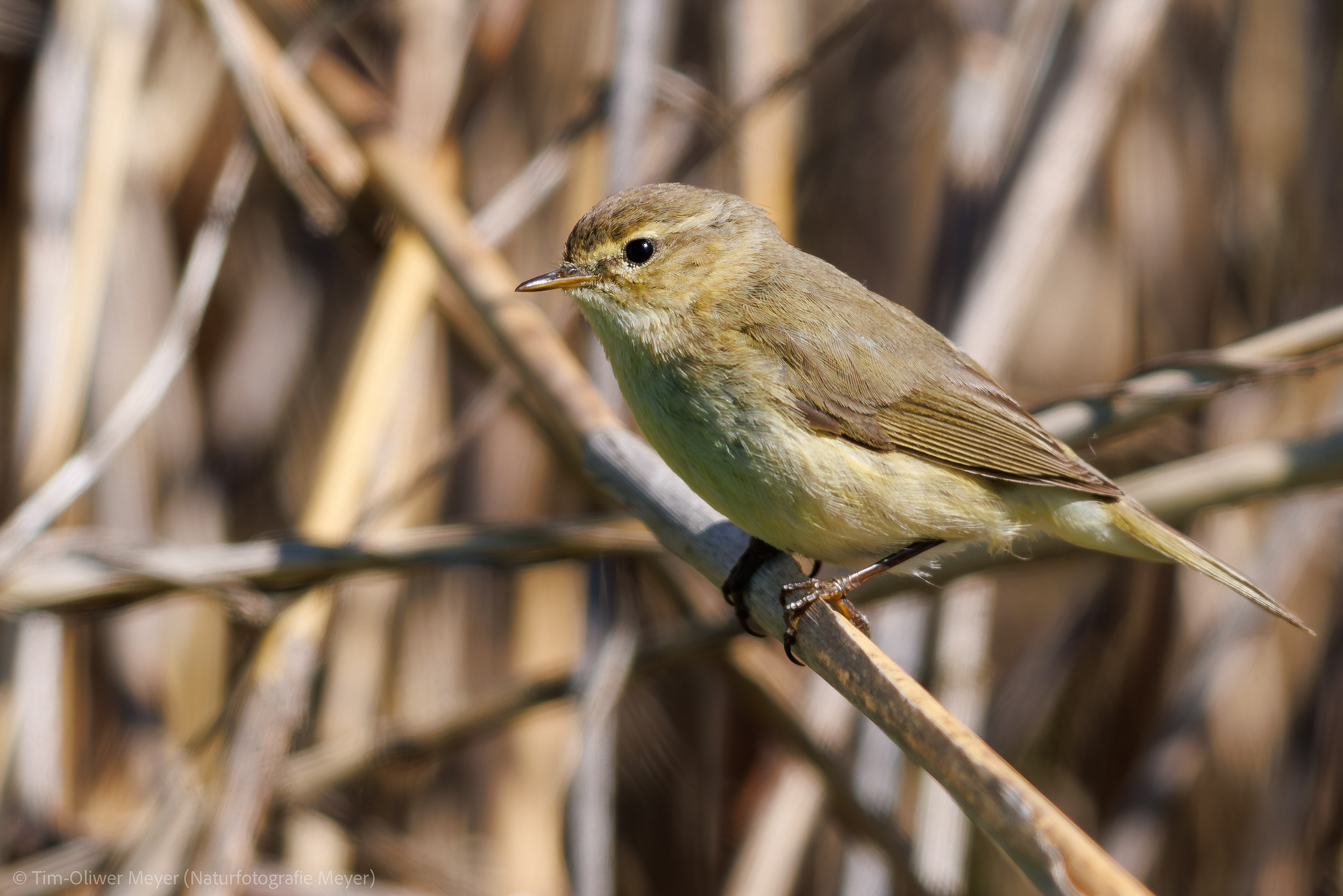 Zilpzalp / Chiffchaff