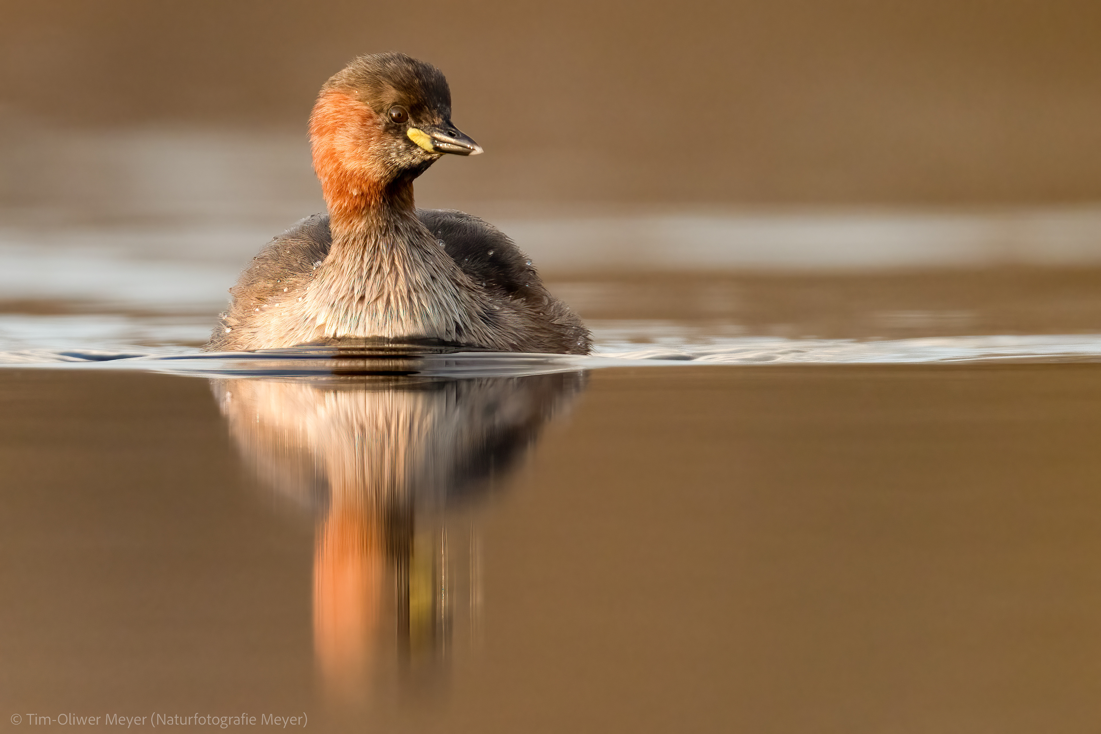 Zwergtaucher / Little Grebe