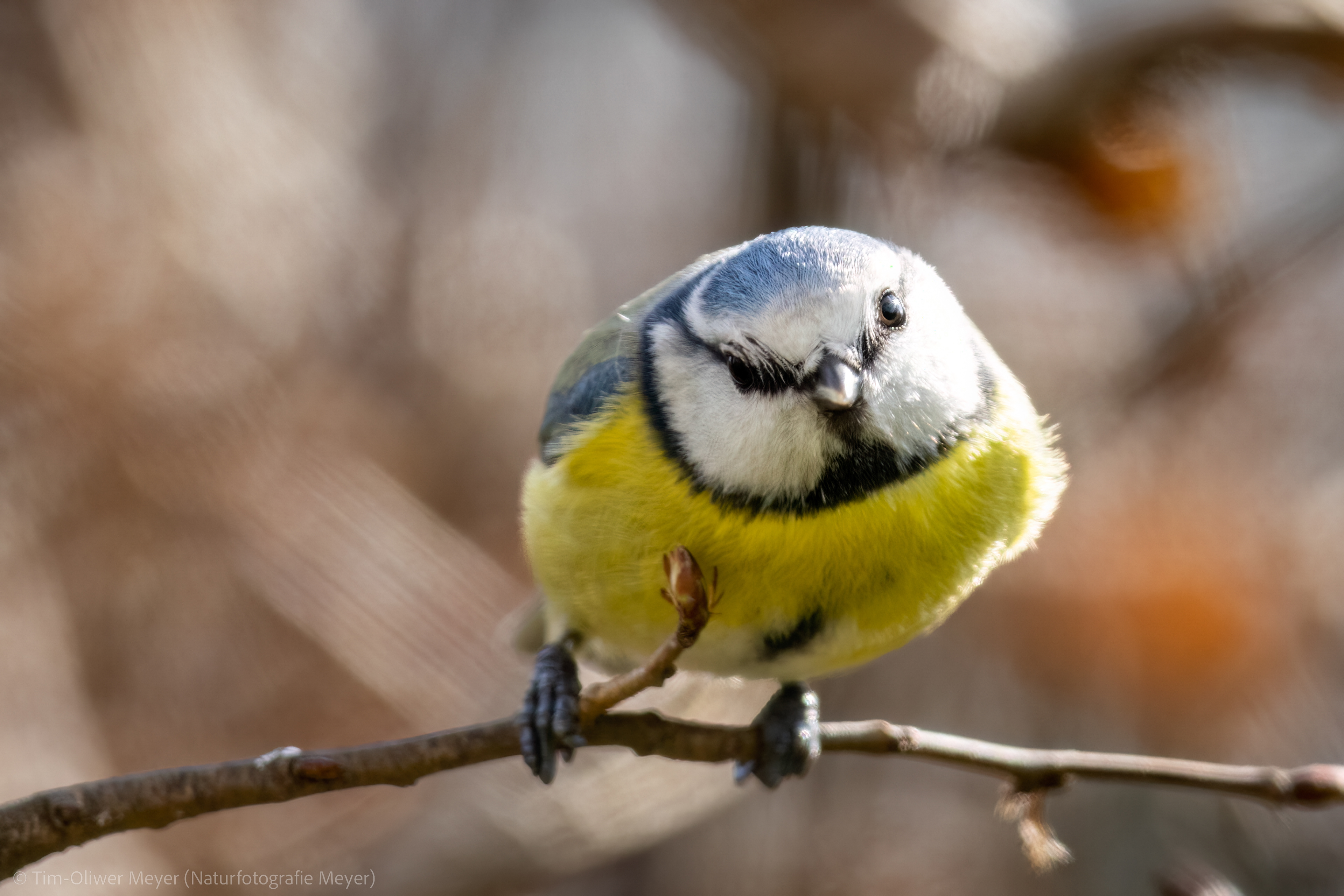 Blaumeise / Bluetit