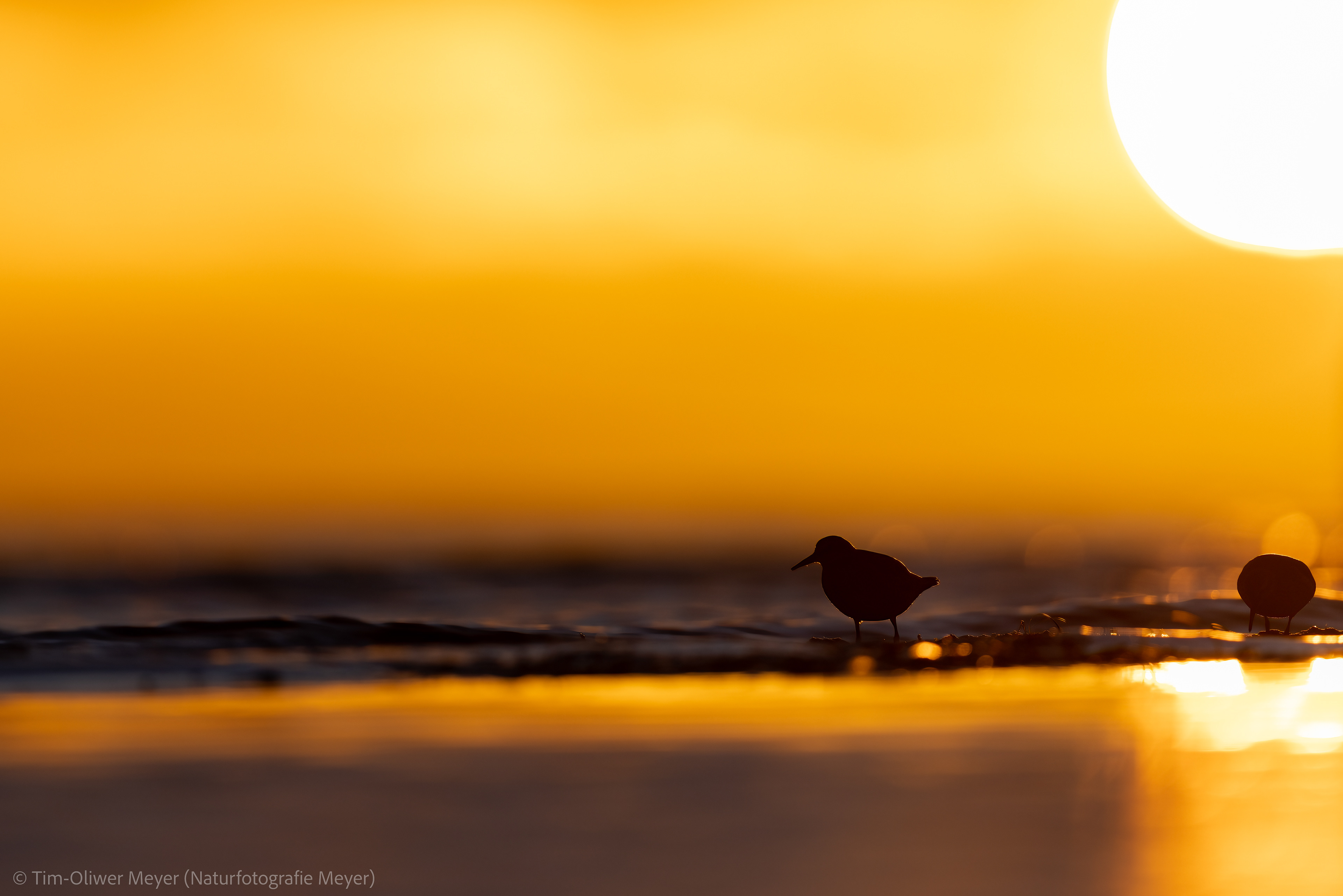 Alpenstrandläufer / Dunlin