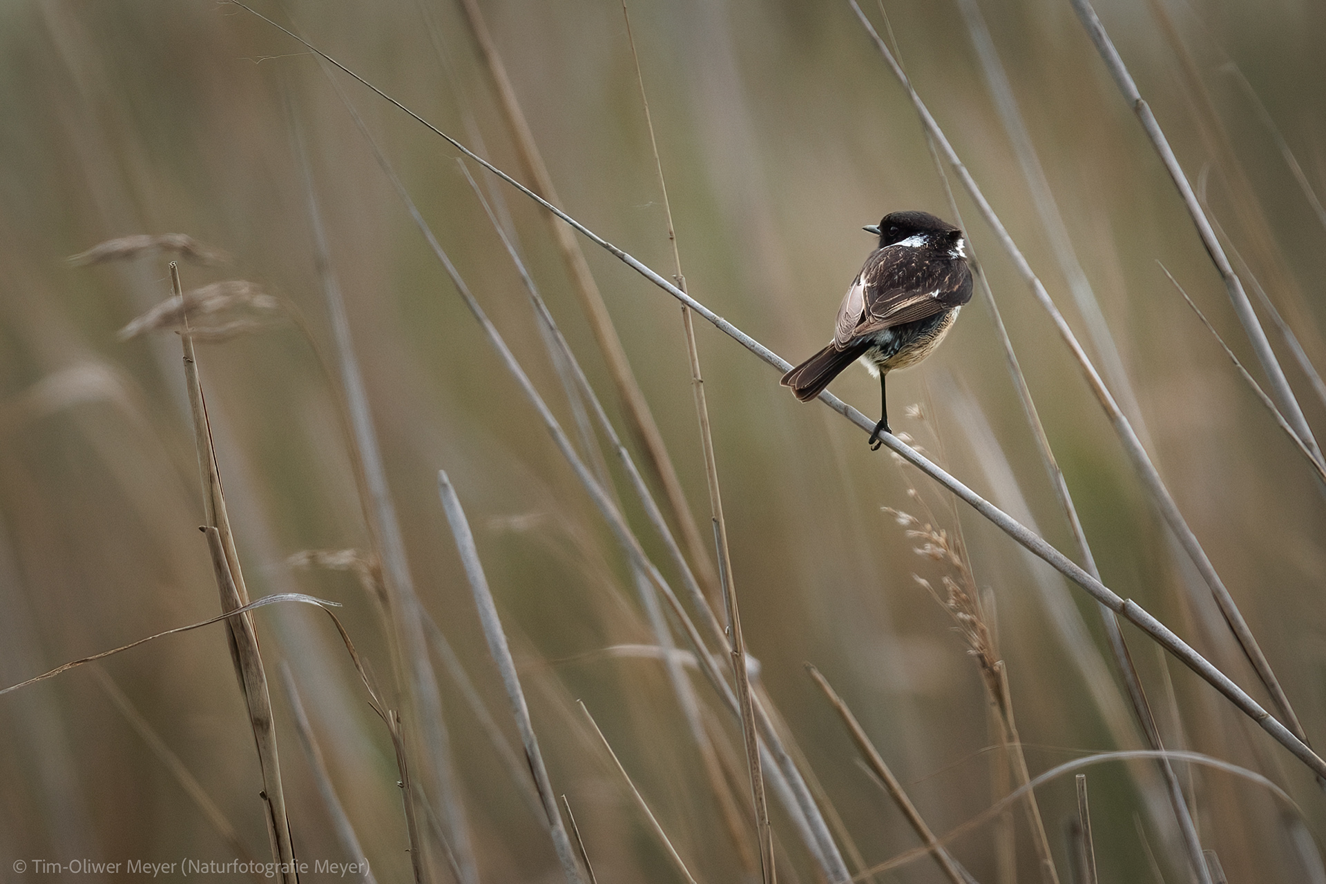 Schwarzkehlchen (Männchen) / Blackthroat (Male)